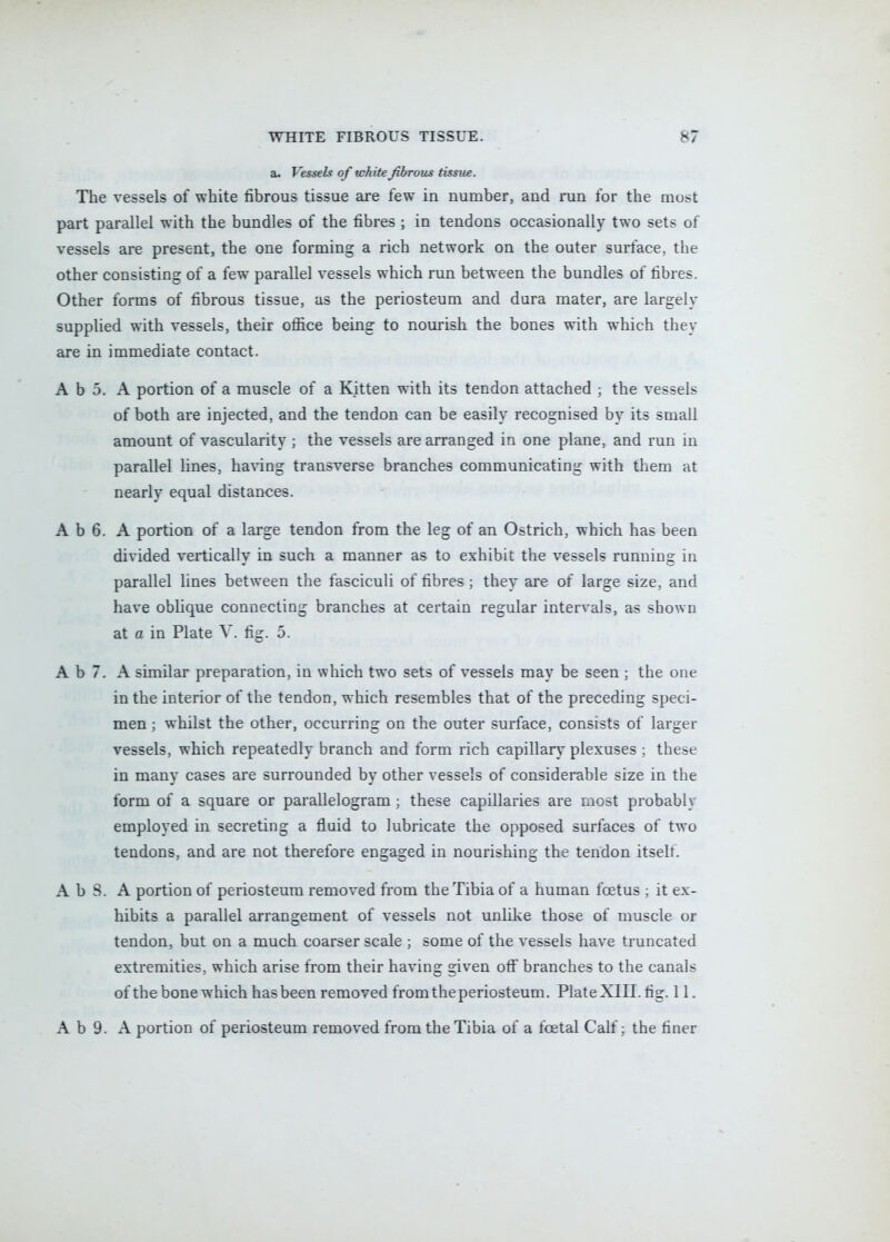 a. Vessels of white fibrous tissue. The vessels of white fibrous tissue are few in number, and run for the most part parallel with the bundles of the fibres ; in tendons occasionally two sets of vessels are present, the one forming a rich network on the outer surface, the other consisting of a few parallel vessels which run between the bundles of fibres. Other forms of fibrous tissue, as the periosteum and dura mater, are largely supplied with vessels, their office being to nourish the bones with which they are in immediate contact. A b 5. A portion of a muscle of a Kitten with its tendon attached ; the vessels of both are injected, and the tendon can be easily recognised by its small amount of vascularity ; the vessels are arranged in one plane, and run in parallel lines, ha\Tng transverse branches communicating with them at nearly equal distances. A b 6. A portion of a large tendon from the leg of an Ostrich, which has been divided vertically in such a manner as to exhibit the vessels running in parallel lines between the fasciculi of fibres; they are of large size, and have oblique connecting branches at certain regular intervals, as shown at 0 in Plate V. fig. 5. A b 7. A similar preparation, in which two sets of vessels may be seen ; the one in the interior of the tendon, which resembles that of the preceding speci- men ; whilst the other, occurring on the outer surface, consists of larger vessels, which repeatedly branch and form rich capillary plexuses ; these in many cases are surrounded by other vessels of considerable size in the form of a square or parallelogram; these capillaries are most probably employed in secreting a fluid to lubricate the opposed surfaces of two tendons, and are not therefore engaged in nourishing the tendon itselt. A b 8. A portion of periosteum removed from the Tibia of a human foetus ; it ex- hibits a parallel arrangement of vessels not unlike those of muscle or tendon, but on a much coarser scale ; some of the vessels have truncated extremities, which arise from their having given off branches to the canals of the bone which has been removed fromtheperiosteum. PlateXIII. fig. 11. A b 9. A portion of periosteum removed from the Tibia of a foetal Calf; the finer