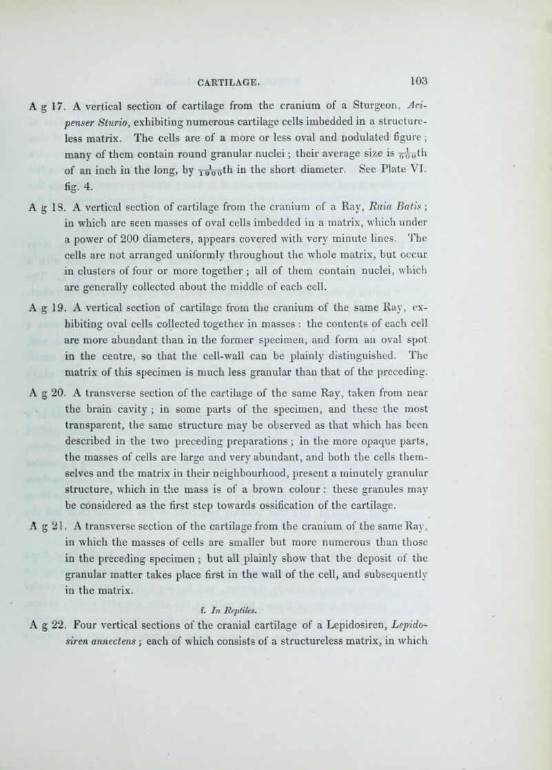 17. A vertical section of cartilage from the cranium of a Sturgeon, Aci- penser Sturio, exhibiting numerous cartilage cells imbedded in a structure- less matrix. The cells are of a more or less oval and nodulated figure ; many of them contain round granular nuclei; their average size is -g-^oth of an inch in the long, by xoooth in the short diameter. See Plate VI, fig. 4. IS. A vertical section of cartilage from the cranium of a Ray, Raia Batis ; in which are seen masses of oval cells imbedded in a matrix, which under a power of 200 diameters, appears covered with very minute lines. The cells are not arranged uniformly throughout the whole matrix, but occur in clusters of four or more together ; all of them contain nuclei, which are generally collected about the middle of each cell. 19. A vertical section of cartilage from the cranium of the same Ray, ex- hibiting oval cells collected together in masses : the contents of each cell are more abundant than in the former specimen, and form an oval spot in the centre, so that the cell-wall can be plainly distinguished. The matrix of this specimen is much less granular than that of the preceding. 20. A transverse section of the cartilage of the same Ray, taken from near the brain cavity ; in some parts of the specimen, and these the most transparent, the same structure may be observed as that which has been described in the two preceding preparations; in the more opaque parts, the masses of cells are large and very abundant, and both the cells them- selves and the matrix in their neighbourhood, present a minutely granular structure, which in the mass is of a brown colour : these granules may be considered as the first step towards ossification of the cartilage. 21. A transverse section of the cartilage from the cranium of the same Ray, in which the masses of cells are smaller but more numerous than those in the preceding specimen; but all plainly show that the deposit of the granular matter takes place first in the wall of the cell, and subsequently in the matrix. f. In Reptiles. 22. Four vertical sections of the cranial cartilage of a Lepidosiren, Lepido- siren annectens ; each of which consists of a structureless matrix, in which