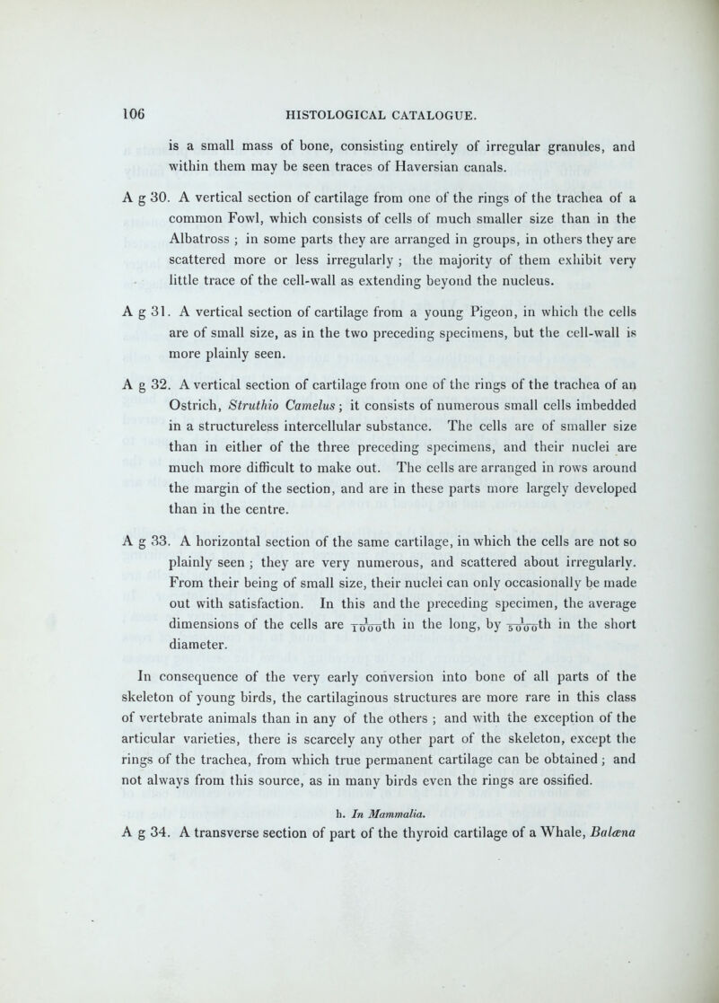 is a small mass of bone, consisting entirely of irregular granules, and within them may be seen traces of Haversian canals. A g 30. A vertical section of cartilage from one of the rings of the trachea of a common Fowl, which consists of cells of much smaller size than in the Albatross ; in some parts they are arranged in groups, in others they are scattered more or less irregularly ; the majority of them exhibit very little trace of the cell-wall as extending beyond the nucleus. A g 31. A vertical section of cartilage from a young Pigeon, in which the cells are of small size, as in the two preceding specimens, but the cell-wall is more plainly seen. A g 32. A vertical section of cartilage from one of the rings of the trachea of an Ostrich, Struthio Camelus; it consists of numerous small cells imbedded in a structureless intercellular substance. The cells are of smaller size than in either of the three preceding specimens, and their nuclei are much more difficult to make out. The cells are arranged in rows around the margin of the section, and are in these parts more largely developed than in the centre. A g 33. A horizontal section of the same cartilage, in which the cells are not so plainly seen ; they are very numerous, and scattered about irregularly. From their being of small size, their nuclei can only occasionally be made out with satisfaction. In this and the preceding specimen, the average dimensions of the cells are y^outh in the long, by yi^ooth in the short diameter. In consequence of the very early conversion into bone of all parts of the skeleton of young birds, the cartilaginous structures are more rare in this class of vertebrate animals than in any of the others ; and with the exception of the articular varieties, there is scarcely any other part of the skeleton, except the rings of the trachea, from which true permanent cartilage can be obtained ; and not always from this source, as in many birds even the rings are ossified. h. In Mammalia. A g 34. A transverse section of part of the thyroid cartilage of a Whale, Balcena