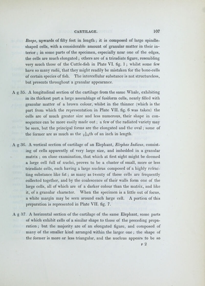 Boops, upwards of fifty feet in length; it is composed of large spindle- shaped cells, with a considerable amount of granular matter in their in- terior ; in some parts of the specimen, especially near one of the edges, the cells are much elongated ; others are of a triradiate figure, resembling very much those of the Cuttle-fish in Plate VI. fig. 1 ; whilst some few have so many radii, that they might readily be mistaken for the bone-cells of certain species of fish. The intercellular substance is not structureless, but presents throughout a granular appearance. 35. A longitudinal section of the cartilage from the same Whale, exhibiting in its thickest part a large assemblage of fusiform cells, nearly filled with granular matter of a brown colour, whilst in the thinner (which is the part from which the representation in Plate VII. fig. 6 was taken) the cells are of much greater size and less numerous, their shape in con- sequence can be more easily made out; a few of the radiated variety may be seen, but the principal forms are the elongated and the oval; some of the former are as much as the ^^^o^h of an inch in length. 36. A vertical section of cartilage of an Elephant, Elephas Indicus, consist- ing of cells apparently of very large size, and imbedded in a granular matrix ; on close examination, that which at first sight might be deemed a large cell full of nuclei, proves to be a cluster of small, more or less triradiate cells, each having a large nucleus composed of a highly refrac- ting substance like fat; as many as twenty of these cells are frequently collected together, and by the coalescence of their walls form one of the large cells, all of which are of a darker colour than the matrix, and like it, of a granular character. When the specimen is a little out of focus, a white margin may be seen around each large cell. A portion of this preparation is represented in Plate VII. fig. 7. 37. A horizontal section of the cartilage of the same Elephant, some parts of which exhibit cells of a similar shape to those of the preceding prepa- ration ; but the majority are of an elongated figure, and composed of many of the smaller kind arranged within the larger one ; the shape of the form.er is more or less triangular, and the nucleus appears to be so p 2
