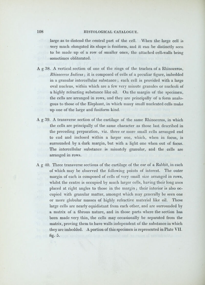 large as to distend the central part of the cell. When the large cell is very much elongated its shape is fusiform, and it can be distinctly seen to be made up of a row of smaller ones, the attached cell-walls being sometimes obliterated. A g 38. A vertical section of one of the rings of the trachea of a Rhinoceros, Rhinoceros Indicus ; it is composed of cells of a peculiar figure, imbedded in a granular intercellular substance; each cell is provided with a large oval nucleus, within which are a few very minute granules or nucleoli of a highly refracting substance like oil. On the margin of the specimen, the cells are arranged in rows, and they are principally of a form analo- gous to those of the Elephant, in which many small nucleated cells make up one of the large and fusiform kind. A g 39. A transverse section of the cartilage of the same Rhinoceros, in which the cells are principally of the same character as those last described in the preceding preparation, viz. three or more small cells arranged end to end and inclosed within a larger one, which, when in focus, is surrounded by a dark margin, but with a light one when out of focus. The intercellular substance is minutely granular, and the cells are arranged in rows. A g 40. Three transverse sections of the cartilage of the ear of a Rabbit, in each of which may be observed the following points of interest. The outer margin of each is composed of cells of very small size arranged in rows, whilst the centre is occupied by much larger cells, having their long axes placed at right angles to those in the margin; their interior is also oc- cupied with granular matter, amongst which may generally be seen one or more globular masses of highly refractive material like oil. These large cells are nearly equidistant from each other, and are surrounded by a matrix of a fibrous nature, and in those parts where the section has been made very thin, the cells may occasionally be separated from the matrix, proving them to have walls independent of the substance in which they are imbedded. A portion of this specimen is represented in Plate VII. fig. 5.