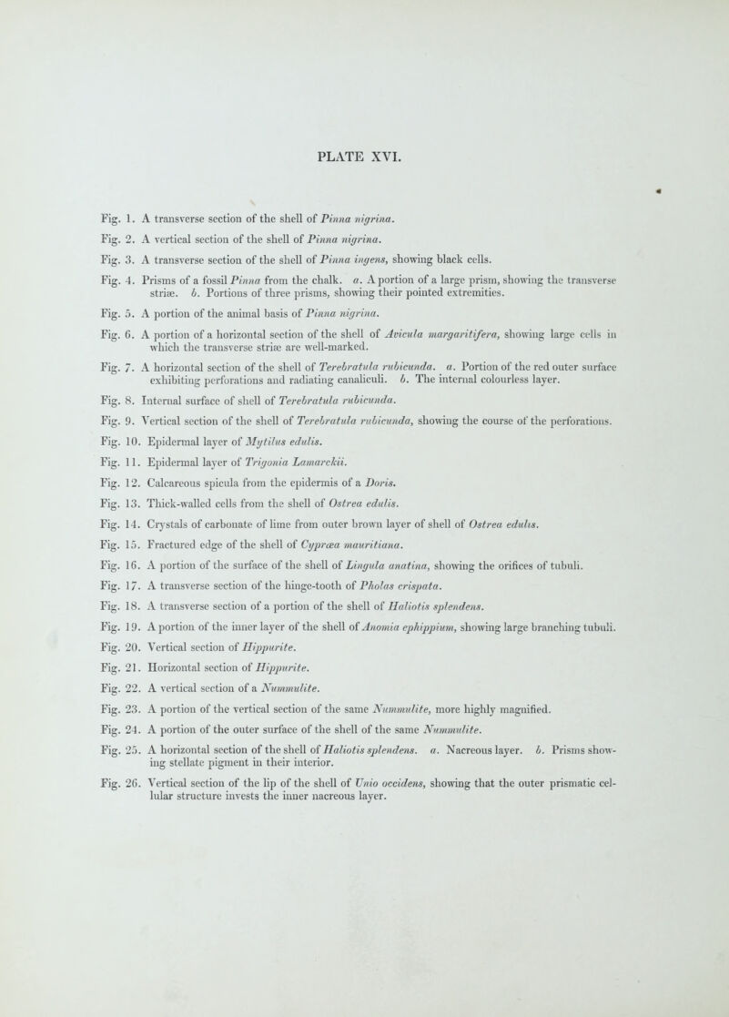 m Fig. 1. A transverse section of the shell of Pinna nigrina. Fig. 2. A vertical section of the shell of Pinna nigrina. Fig. 3. A transverse section of the shell of Pinna ingens, showing black cells. Fig. 4. Prisms of a fossil Pmrea from the chalk, a. A portion of a large prism, showing the transverse striae, b. Portions of three prisms, showing their pointed extremities. Fig. 5. A portion of the animal basis of Pinna nigrina. Fig. 6. A portion of a horizontal section of the shell of Avicula margaritifera, showing large cells in which the transverse strise are well-marked. Fig. 7. A horizontal section of the shell of Terehratula rubicunda. a. Portion of the red outer surface exhibiting perforations and radiating canahcuh. b. The internal colourless layer. Fig. 8. Internal surface of shell of Terebratula rubicunda. Fig. 9. Vertical section of the shell of Terebratula rubicunda, showing the course of the perlbrations. Fig. 10. Epidermal layer of Mytilus edulis. Fig. 11. Epidermal layer of Trigonia Lamarckii. Fig. 12. Calcareous spicula from the epidermis of a Boris. Fig. 13. Thick-walled cells from the shell of Ostrea edulis. Fig. 14. Ciy'Stals of carbonate of lime from outer brown layer of shell of Ostrea edulis. Fig. 15. Fractured edge of the shell of Cyprcea mauritiana. Fig. 16. A portion of the surface of the shell of Lingula anatina, showing the orifices of tubuli. Fig. 17. A transverse section of the hinge-tooth of Pholas crispata. Fig. 18. A transverse section of a portion of the shell of Haliotis splendens. Fig. 19. A portion of the inner layer of the shell of Anomia ephippium, showing large branching tubuli. Fig. 20. Vertical section of Hippurite. Fig. 21. Horizontal section of Hippurite. Fig. 22. A vertical section of a Nummulite. Fig. 23. A portion of the vertical section of the same Nummulite, more highly magnified. Fig. 24. A portion of the outer surface of the shell of the same Nummulite. Fig. 25. A horizontal section of the shell of/?a?eo^i5 a. Nacreous layer, b. Prisms show- ing stellate pigment in their interior. Fig. 26. Vertical section of the Up of the shell of Unio occidens, showing that the outer prismatic cel- lular structure invests the inner nacreous layer.