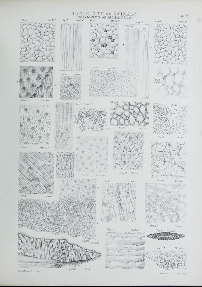 mi 5 T O <l3y^ w AM 111^11 AJb iS Fia-Z. ]S0 dixit Fyj.?> l&odia/ ^