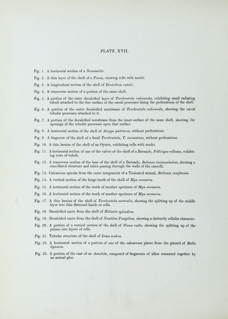 Fig. 1. A horizontal section of a Nummulite. Fig. 2. A thin layer of the shell of a Pinna, showing cells with nuclei. Fig. 3. A longitudinal section of the shell of Dentalium entale. Fig. 4. A transverse section of a portion of the same shell. Fig. 5. A portion of the outer decalcified layer of Terebratula rubicunda, exhibiting small radiating tubuU attached to the free surface of the csecal processes lining the perforations of the shell. Fig. 6. A portion of the outer decalcified membrane of Terebratula rubicunda, showing the caecal tubular processes attached to it. Fig. 7. A portion of the decalcified membrane from the inner surface of the same shell, showing the openings of the tubular processes upon that surface. Fig. 8. A horizontal section of the shell of Atrypa psittacea, without perforations. Fig. 9. A fragment of the shell of a fossil Terebratula, T. inconstans, without perforations. Fig. 10. A thin lamina of the shell of an Oyster, exhibiting cells with nuclei. Fig. 11. A horizontal section of one of the valves of the shell of a Barnacle, Pollicipes villosus, exhibit- ing rows of tubuli. Fig. 12. A transverse section of the base of the shell of a Barnacle, Balanus tintinnabulum, showing a cancellated structure and tubes passing through the walls of the cancelli. Fig. 13. Calcareous spicula from the outer integument of a Tunicated animal, Boltenia reniformis. Fig. 14. A vertical section of the hinge-tooth of the shell oi Mya arenaria. Fig. 15. A horizontal section of the tooth of another specimen of Mya arenaria. Fig. 16. A horizontal section of the tooth of another specimen of Mya arenaria. Fig. 17. A thin lamina of the shell of Terebratula australis, showing the splitting up of the middle layer into thin flattened bands or cells. Fig. 18. Decalcified nacre from the shell of Haliotis splendens. Fig. 19. Decalcified nacre from the shell of Nautilus Pompilius, showing a distinctly cellular character. Fig. 20. A portion of a vertical section of the shell of Pinna rudis, showing the spUtting up of the prisms into layers of cells. Fig. 21. Tubular structure of the shell of Lima scabra. Fig. 22. A horizontal section of a portion of one of the calcareous plates from the gizzard of B^illa lignaria. Fig. 23. A portion of the case of an Annelide, composed of fragments of silica cemented together by an animal glue.