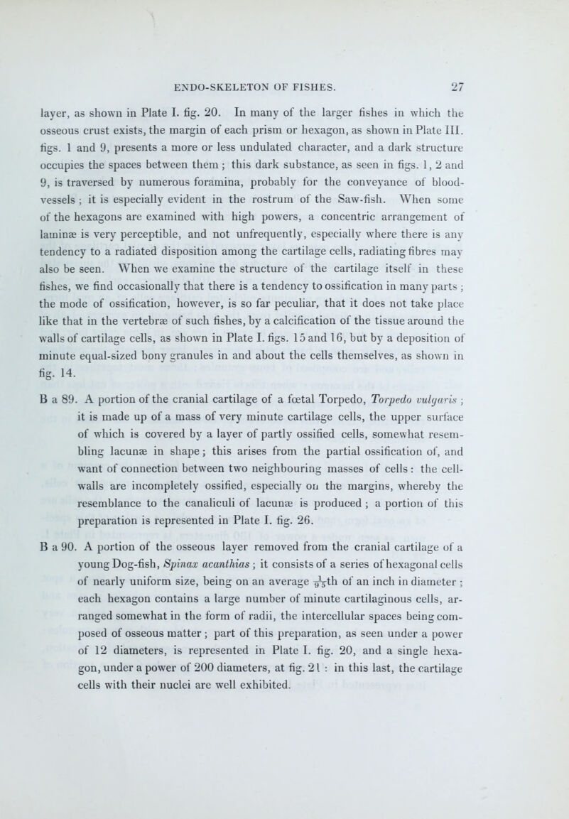 layer, as shown in Plate L fig. 20. In many of the larger fishes in which the osseous crust exists, the margin of each prism or hexagon, as shown in Plate III. figs. 1 and 9, presents a more or less undulated character, and a dark structure occupies the spaces between them ; this dark substance, as seen in figs. 1, 2 and 9, is traversed by numerous foramina, probably for the conveyance of blood- vessels ; it is especially evident in the rostrum of the Saw-fish. When some of the hexagons are examined with high powers, a concentric arrangement of lamina? is very perceptible, and not unfrequently, especially where there is any tendency to a radiated disposition among the cartilage cells, radiating fibres may also be seen. When we examine the structure of the cartilage itself in these fishes, we find occasionally that there is a tendency to ossification in many parts ; the mode of ossification, however, is so far peculiar, that it does not take place like that in the vertebra? of such fishes, by a calcification of the tissue around the walls of cartilage cells, as shown in Plate I. figs. 15 and 16, but by a deposition of minute equal-sized bony granules in and about the cells themselves, as shown in fig. 14. B a 89. A portion of the cranial cartilage of a foetal Torpedo, Torpedo vulgaris ; it is made up of a mass of very minute cartilage cells, the upper surface of which is covered by a layer of partly ossified cells, somewhat resem- bling lacuna? in shape; this arises from the partial ossification of, and want of connection between two neighbouring masses of cells : the cell- walls are incompletely ossified, especially on the margins, whereby the resemblance to the canaliculi of lacuna? is produced ; a portion of this preparation is represented in Plate I. fig. 26. B a 90. A portion of the osseous layer removed from the cranial cartilage of a young Dog-fish, Spinax acanthias ; it consists of a series of hexagonal cells of nearly uniform size, being on an average g^th of an inch in diameter ; each hexagon contains a large number of minute cartilaginous cells, ar- ranged somewhat in the form of radii, the intercellular spaces being com- posed of osseous matter ; part of this preparation, as seen under a power of 12 diameters, is represented in Plate I. fig. 20, and a single hexa- gon, under a power of 200 diameters, at fig. 21: in this last, the cartilage cells with their nuclei are well exhibited.