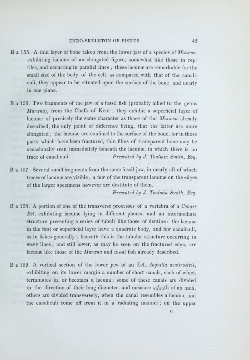 B a 155. A thin layer of bone taken from the lower jaw of a species of MurtEna, exhibiting lacunae of an elongated figure, somewhat like those in rep- tiles, and occurring in parallel lines ; these lacunae are remarkable for the small size of the body of the cell, as compared with that of the canali- culi, they appear to be situated upon the surface of the bone, and nearly in one plane. B a 156. Two fragments of the jaw of a fossil fish (probably allied to the genus Murana), from the Chalk of Kent; they exhibit a superficial layer of lacunae of precisely the same character as those of the Murana already described, the only point of difference being, that the latter are more elongated ; the lacunae are confined to the surface of the bone, for in those parts which have been fractured, thin films of transparent bone may be occasionally seen immediately beneath the lacunas, in which there is no trace of canaliculi. Presented by J. Toulmin Smith, Esq. B a 157. Several small fragments from the same fossil jaw, in nearly all of which traces of lacunae are visible ; a few of the transparent laminae on the edges of the larger specimens however are destitute of them. Presented by J. Toulmin Smith, Esq. B a 158. A portion of one of the transverse processes of a vertebra of a Conger Eel, exhibiting lacunae lying in different planes, and an intermediate structure presenting a series of tubuli like those of dentine : the lacunae in the first or superficial layer have a quadrate body, and few canaliculi, as in fishes generally ; beneath this is the tubular structure occurring in wavy lines ; and still lower, as may be seen on the fractured edge, are lacunae like those of the Murcena and fossil fish already described. B a 159. A vertical section of the lower jaw of an Eel, Anguilla acutirostris, exhibiting on its lower margin a number of short canals, each of which terminates in, or becomes a lacuna; some of these canals are divided in the direction of their long diameter, and measure 2couth °f an inch, others are divided transversely, when the canal resembles a lacuna, and the canaliculi come off from it in a radiating manner; on the upper H