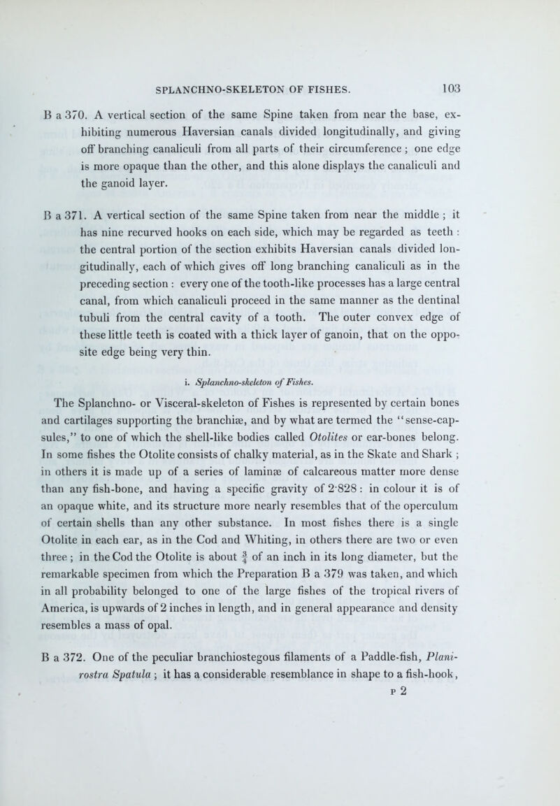 B a 370. A vertical section of the same Spine taken from near the base, ex- hibiting numerous Haversian canals divided longitudinally, and giving off branching canaliculi from all parts of their circumference ; one edge is more opaque than the other, and this alone displays the canaliculi and the ganoid layer. B a 371. A vertical section of the same Spine taken from near the middle ; it has nine recurved hooks on each side, which may be regarded as teeth : the central portion of the section exhibits Haversian canals divided lon- gitudinally, each of which gives off long branching canaliculi as in the preceding section ; every one of the tooth-like processes has a large central canal, from which canaliculi proceed in the same manner as the dentinal tubuli from the central cavity of a tooth. The outer convex edge of these little teeth is coated with a thick layer of ganoin, that on the oppo- site edge being very thin. i. Splanchno-skekton of Fishes. The Splanchno- or Visceral-skeleton of Fishes is represented by certain bones and cartilages supporting the branchiae, and by what are termed the sense-cap- sules, to one of which the shell-like bodies called Otolites or ear-bones belong. In some fishes the Otolite consists of chalky material, as in the Skate and Shark ; in others it is made up of a series of laminae of calcareous matter more dense than any fish-bone, and having a specific gravity of 2 828: in colour it is of an opaque white, and its structure more nearly resembles that of the operculum of certain shells than any other substance. In most fishes there is a single Otolite in each ear, as in the Cod and Whiting, in others there are two or even three; in the Cod the Otolite is about f of an inch in its long diameter, but the remarkable specimen from which the Preparation B a 379 was taken, and which in all probability belonged to one of the large fishes of the tropical rivers of America, is upwards of 2 inches in length, and in general appearance and density resembles a mass of opal. B a 372. One of the peculiar branchiostegous filaments of a Paddle-fish, Plani- rostra Spatula j it has a considerable resemblance in shape to a fish-hook, p 2