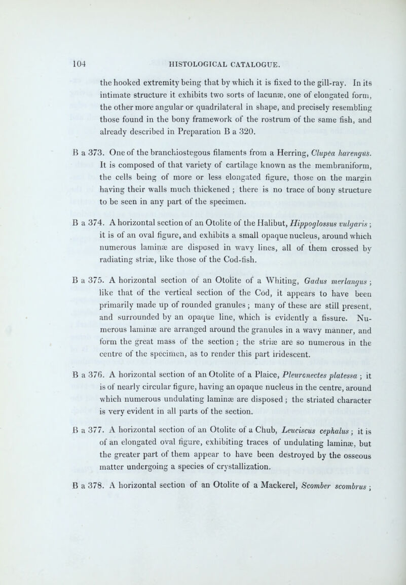 the hooked extremity being that by which it is fixed to the gill-ray. In its intimate structure it exhibits two sorts of lacunas, one of elongated form, the other more angular or quadrilateral in shape, and precisely resembling those found in the bony framework of the rostrum of the same fish, and already described in Preparation B a 320. B a 373. One of the branchiostegous filaments from a Herring, Clupea harengus. It is composed of that variety of cartilage known as the membraniform, the cells being of more or less elongated figure, those on the margin having their walls much thickened ; there is no trace of bony structure to be seen in any part of the specimen. B a 374. A horizontal section of an Otolite of the Halibut, Hippoglossus vulyaris; it is of an oval figure, and exhibits a small opaque nucleus, around which numerous laminae are disposed in wavy lines, all of them crossed by radiating stria?, like those of the Cod-fish. B a 375. A horizontal section of an Otolite of a Whiting, Gadus merlangus ; like that of the vertical section of the Cod, it appears to have been primarily made up of rounded granules ; many of these are still present, and surrounded by an opaque line, which is evidently a fissure. Nu- merous lamina? are arranged around the granules in a wavy manner, and form the great mass of the section; the stria? are so numerous in the centre of the specimen, as to render this part iridescent. B a 370. A horizontal section of an Otolite of a Plaice, Pleurcnectes platessa ; it is of nearly circular figure, having an opaque nucleus in the centre, around which numerous undulating lamina? are disposed \ the striated character is very evident in all parts of the section. B a 377. A horizontal section of an Otolite of a Chub, Leuciscus cephalus ; it is of an elongated oval figure, exhibiting traces of undulating lamina?, but the greater part of them appear to have been destroyed by the osseous matter undergoing a species of crystallization. B a 378. A horizontal section of an Otolite of a Mackerel, Scomber scombrus;