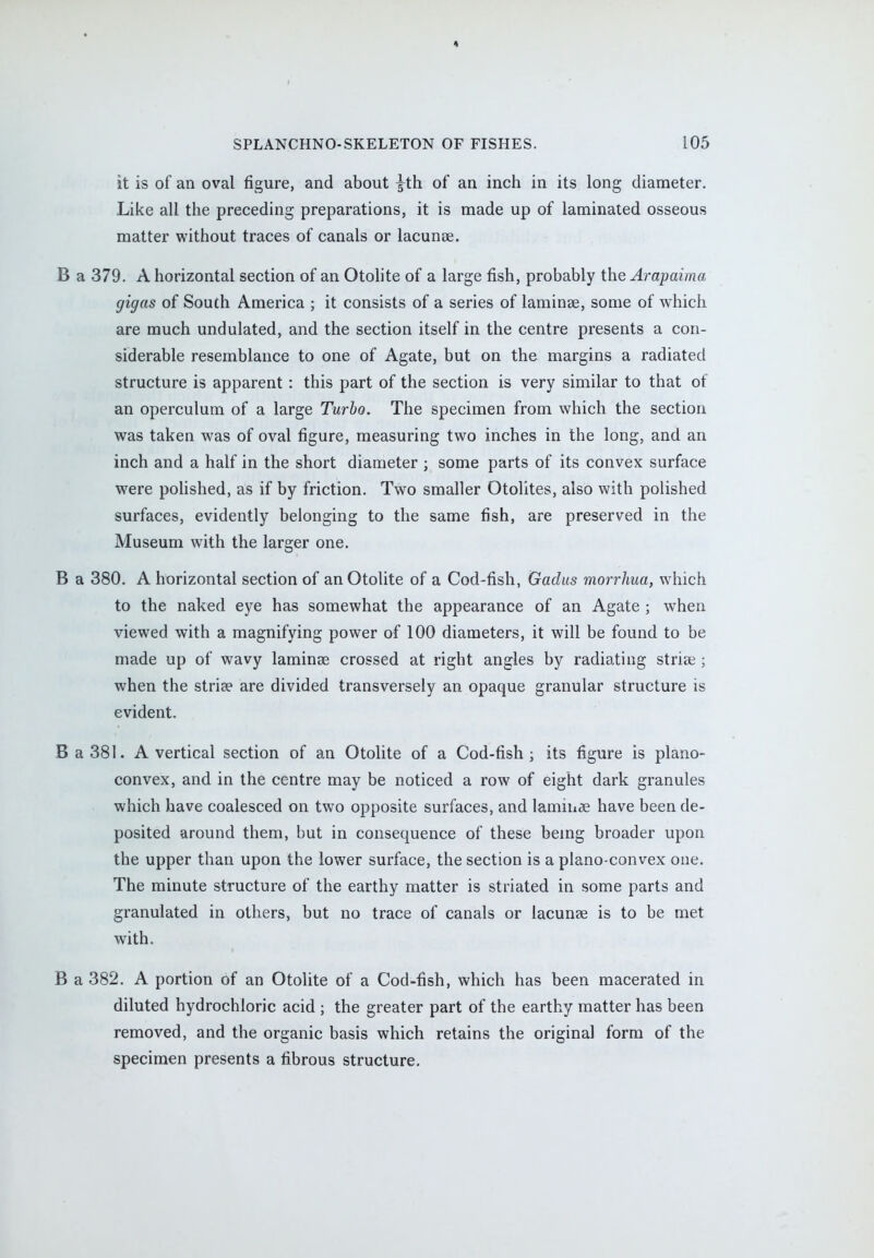 1 SPLANCHNO-SKELETON OF FISHES. 105 it is of an oval figure, and about ^th of an inch in its long diameter. Like all the preceding preparations, it is made up of laminated osseous matter without traces of canals or lacunae. B a 379. A horizontal section of an Otolite of a large fish, probably the Arapaima gigas of South America ; it consists of a series of lamina?, some of which are much undulated, and the section itself in the centre presents a con- siderable resemblance to one of Agate, but on the margins a radiated structure is apparent : this part of the section is very similar to that of an operculum of a large Turbo. The specimen from which the section was taken was of oval figure, measuring two inches in the long, and an inch and a half in the short diameter ; some parts of its convex surface were polished, as if by friction. Two smaller Otolites, also with polished surfaces, evidently belonging to the same fish, are preserved in the Museum with the larger one. B a 380. A horizontal section of an Otolite of a Cod-fish, Gadus morrhua, which to the naked eye has somewhat the appearance of an Agate ; when viewed with a magnifying power of 100 diameters, it will be found to be made up of wavy laminae crossed at right angles by radiating strice ; when the stria? are divided transversely an opaque granular structure is evident. Ba38l. A vertical section of an Otolite of a Cod-fish; its figure is plano- convex, and in the centre may be noticed a row of eight dark granules which have coalesced on two opposite surfaces, and laminae have been de- posited around them, but in consequence of these being broader upon the upper than upon the lower surface, the section is a plano-convex one. The minute structure of the earthy matter is striated in some parts and granulated in others, but no trace of canals or lacuna? is to be met with. B a 382. A portion of an Otolite of a Cod-fish, which has been macerated in diluted hydrochloric acid ; the greater part of the earthy matter has been removed, and the organic basis which retains the original form of the specimen presents a fibrous structure.