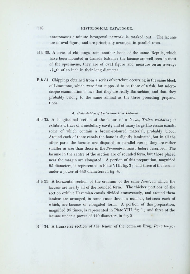 anastomoses a minute hexagonal network is marked out. The lacunae are of oval figure, and are principally arranged in parallel rows. B b 30. A series of chippings from another bone of the same Reptile, which have been mounted in Canada balsam : the lacuna) are well seen in most of the specimens, they are of oval figure and measure on an average 5-yoth of an inch in their long diameter. B b 31. Chippings obtained from a series of vertebrae occurring in the same block of Limestone, which were first supposed to be those of a fish, but micro- scopic examination shows that they are really Batrachian, and that they probably belong to the same animal as the three preceding prepara- tions. d. Endo-skeleton of Caducibranchiate Batrachia. B b 32. A longitudinal section of the femur of a Newt, Triton cristatus; it exhibits a trace of a medullary cavity and of many large Haversian canals, some of which contain a brown-coloured material, probably blood. Around each of these canals the bone is slightly laminated, but in all the other parts the lacunae are disposed in parallel rows ; they are rather smaller in size than those in the Perennibranchiata before described. The lacunae in the centre of the section are of rounded form, but those placed near the margin are elongated. A portion of this preparation, magnified 95 diameters, is represented in Plate VIII. fig. 3 ; and three of the lacunae under a power of 440 diameters in fig. 4. B b 33. A horizontal section of the cranium of the same Newt, in which the lacunae are nearly all of the rounded form. The thicker portions of the section exhibit Haversian canals divided transversely, and around them laminae are arranged, in some cases three in number, between each of which, are lacunae of elongated form. A portion of this preparation, magnified 95 times, is represented in Plate VIII. fig. 1 ; and three of the lacunae under a power of 440 diameters in fig. 2. B b 34. A transverse section of the femur of the corn n on Frog, Rana tempo-