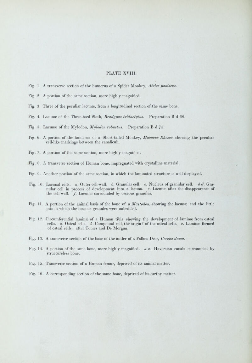 PLATE XVIII. Fig. 1. A transverse section of the humerus of a Spicier Monkey, Ateles paniscus. Fig. 2. A portion of the same section, more highly magnified. Fig. 3. Three of the peculiar lacunae, from a longitudinal section of the same bone. Fig. 4. Lacunas of the Three-toed Sloth, Bradypus tridactylus. Preparation B d 68. Fig. 5. Lacunae of the Mylodon, Mylodon robustus. Preparation B d 75. Fig. 6. A portion of the humerus of a Short-tailed Monkey, Macacus Rhesus, showing the peculiar cell-like markings between the canaliculi. Fig. 7. A portion of the same section, more highly magnified. Fig. 8. A transverse section of Human bone, impregnated with crystalline material. Fig. 9. Another portion of the same section, in which the laminated structure is well displayed. Fig. 10. Lacunal cells, a. Outer cell-wall. b. Granular cell. c. Nucleus of granular cell, d d. Gra- nular cell in process of development into a lacuna, e. Lacunae after the disappearance of the cell-wall. f. Lacunae surrounded by osseous granules. Fig. 11. A portion of the animal basis of the bone of a Mastodon, showing the lacunae and the little pits in which the osseous granules were imbedded. Fig. 12. Circumferential laminae of a Human tibia, showing the development of laminae from osteal cells, a. Osteal cells, b. Compound cell, the origin? of the osteal cells, c. Laminae formed of osteal cells : after Tomes and De Morgan. Fig. 13. A transverse section of the base of the antler of a Fallow-Deer, Cervus dama. Fig. 14. A portion of the same bone, more highly magnified, a a. Haversian canals surrounded by structureless bone. Fig. 15. Transverse section of a Human femur, deprived of its animal matter. Fig. 16. A corresponding section of the same bone, deprived of its earthy matter.
