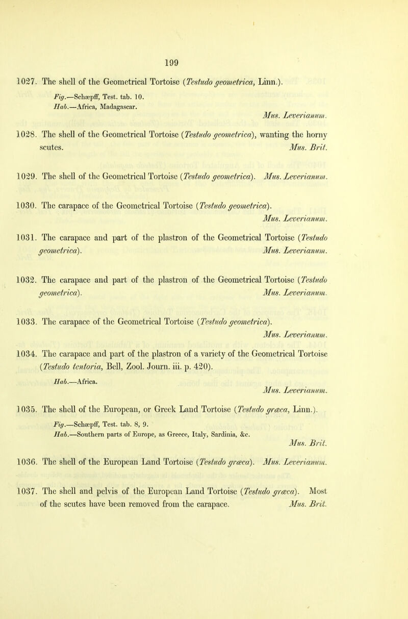 1027. The shell of the Geometrical Tortoise {Testudo geometrica, Linn.). Fig.—Schsepff, Test. tab. 10. Hab.—Africa, Madagascar. Mus. Leverianum. 1028. The shell of the Geometrical Tortoise {Testudo geometrica), wanting the horny scutes. Mus. Brit. 1029. The shell of the Geometrical Tortoise {Testudo geometrica). Mus. Leverianum. 1030. The carapace of the Geometrical Tortoise {Testudo geometrica). Mus. Leverianum. 1031. The carapace and part of the plastron of the Geometrical Tortoise {Testudo geometrica). Mus. Leverianum. 1032. The carapace and part of the plastron of the Geometrical Tortoise {Testudo geometrica). Mus. Leverianum. 1033. The carapace of the Geometrical Tortoise {Testudo geometrica). Mus. Leverianum. 1034. The carapace and part of the plastron of a variety of the Geometrical Tortoise {Testudo tentoria, Bell, Zool. Journ. iii. p. 420). Hab.—Africa. Mus. Leverianum, 1035. The shell of the European, or Greek Land Tortoise {Testudo gr&ca, Linn.). Fig.—Schsepff, Test. tab. 8, 9. Hab.—Southern parts of Europe, as Greece, Italy, Sardinia, &c. Mus. Brit. 1036. The shell of the European Land Tortoise {Testudo grceca). Mus. Leverianum, 1037. The shell and pelvis of the European Land Tortoise {Testudo grceca). Most of the scutes have been removed from the carapace. Mm. Brit