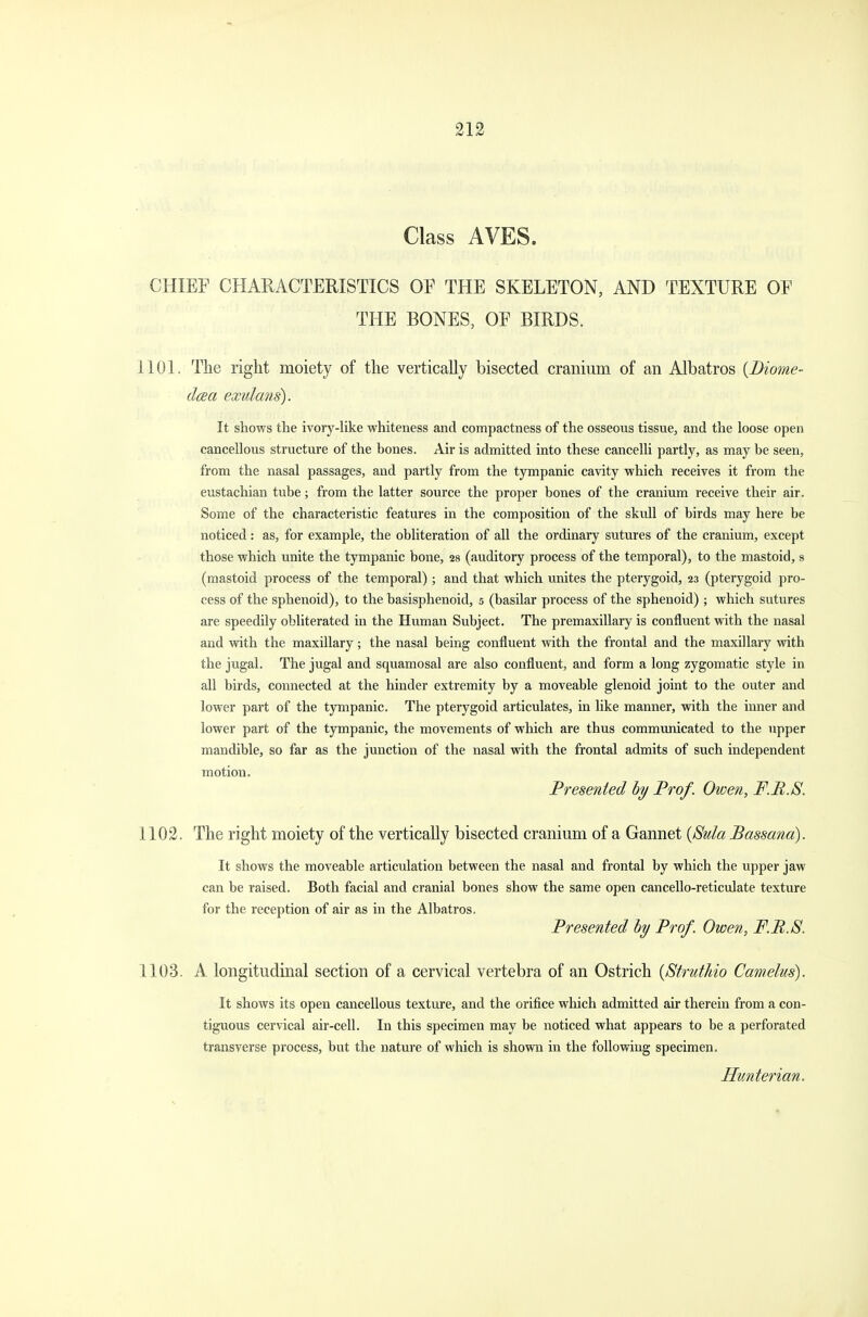 Class AVES. CHIEF CHARACTERISTICS OF THE SKELETON, AND TEXTURE OF THE BONES, OF BIRDS. 1101. The right moiety of the vertically bisected cranium of an Albatros {Diome- dcea exulans). It shows the ivory-like whiteness and compactness of the osseous tissue, and the loose open cancellous structure of the bones. Air is admitted into these cancelli partly, as may be seen, from the nasal passages, and partly from the tympanic cavity which receives it from the eustachian tube; from the latter source the proper bones of the cranium receive their air. Some of the characteristic features in the composition of the skull of birds may here be noticed : as, for example, the obliteration of all the ordinary sutures of the cranium, except those which unite the tympanic bone, 28 (auditory process of the temporal), to the mastoid, s (mastoid process of the temporal) ; and that which unites the pterygoid, 23 (pterygoid pro- cess of the sphenoid), to the basisphenoid, 5 (basilar process of the sphenoid) ; which sutures are speedily obliterated in the Human Subject. The premaxillary is confluent with the nasal and with the maxillary; the nasal being confluent with the frontal and the maxillary with the jugal. The jugal and squamosal are also confluent, and form a long zygomatic style in all birds, connected at the hinder extremity by a moveable glenoid joint to the outer and lower part of the tympanic. The pterygoid articulates, in like manner, with the inner and lower part of the tympanic, the movements of which are thus communicated to the upper mandible, so far as the junction of the nasal with the frontal admits of such independent motion. Presented by Prof. Owen, F.B.S. 1102. The right moiety of the vertically bisected cranium of a Gannet {Sulci Bassana). It shows the moveable articulation between the nasal and frontal by which the upper jaw can be raised. Both facial and cranial bones show the same open cancello-reticulate texture for the reception of air as in the Albatros. Presented by Prof. Owen, F.B.S. 1103. A longitudinal section of a cervical vertebra of an Ostrich (Strut/iio Camelus). It shows its open cancellous texture, and the orifice which admitted air therein from a con- tiguous cervical air-cell. In this specimen may be noticed what appears to be a perforated transverse process, but the nature of which is shown in the following specimen.