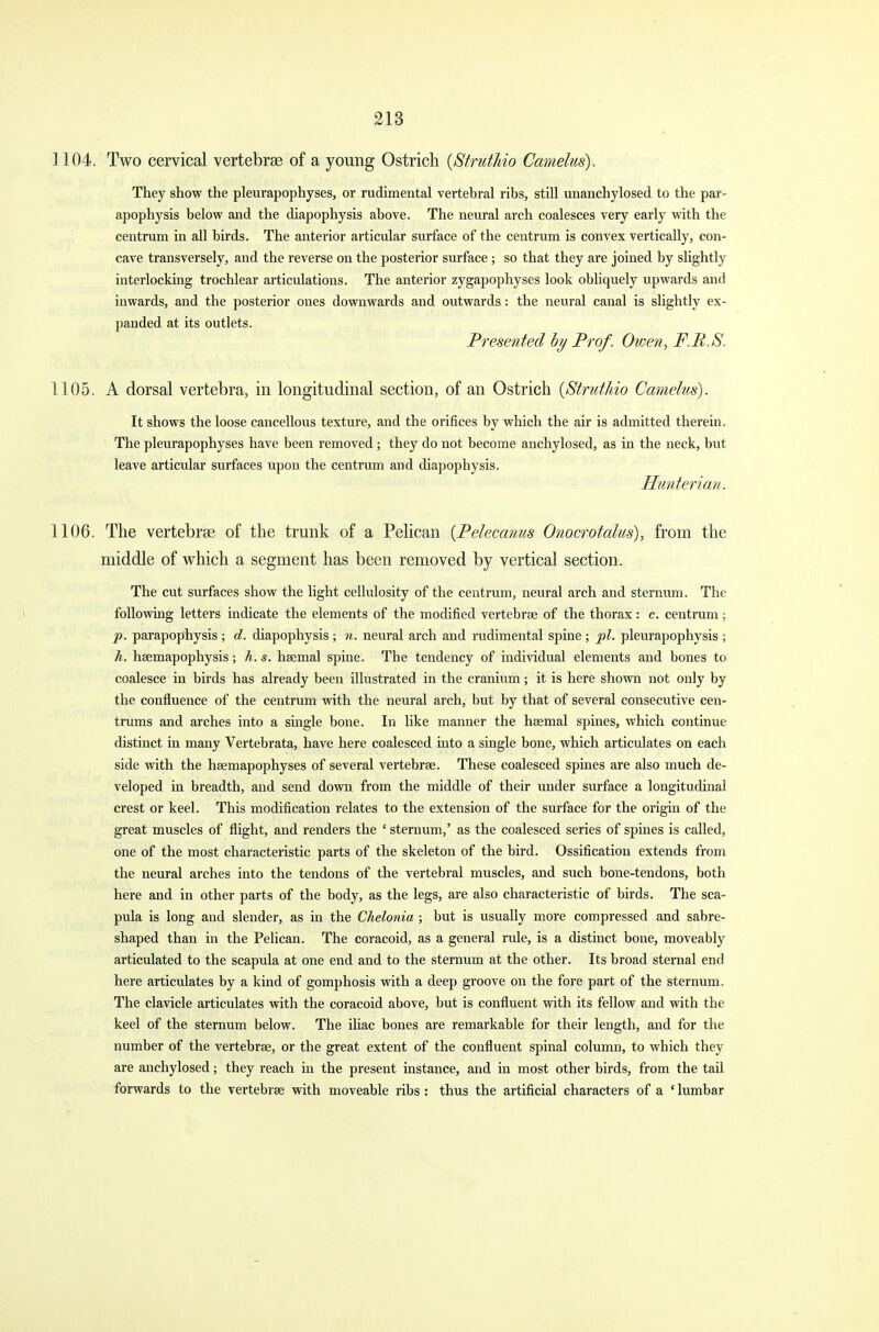1104. Two cervical vertebrae of a young Ostrich (Struthio Camelus). They show the pleurapophyses, or rudimental vertebral ribs, still unanchylosed to the par- apophysis below and the diapophysis above. The neural arch coalesces very early with the centrum in all birds. The anterior articular surface of the centrum is convex vertically, con- cave transversely, and the reverse on the posterior surface ; so that they are joined by slightly interlocking trochlear articulations. The anterior zygapophyses look obliquely upwards and inwards, and the posterior ones downwards and outwards : the neural canal is slightly ex- panded at its outlets. Presented by Prof. Owen, F.B.S. 1105. A dorsal vertebra, in longitudinal section, of an Ostrich {Struthio Camelus). It shows the loose cancellous texture, and the orifices by which the air is admitted therein. The pleurapophyses have been removed; they do not become anchylosed, as in the neck, but leave articular surfaces upon the centrum and diapophysis. Hunterian. 1106. The vertebrae of the trunk of a Pelican [Pelecanus Onocrotalus), from the middle of which a segment has been removed by vertical section. The cut surfaces show the light cellulosity of the centrum, neural arch and sternum. The following letters indicate the elements of the modified vertebrae of the thorax : c. centrum ; p. parapophysis ; d. diapophysis ; n. neural arch and rudimental spine ; pi. pleurapophysis ; h. hasmapophysis; h. s. haemal spine. The tendency of individual elements and bones to coalesce in birds has already been illustrated in the cranium; it is here shown not only by the confluence of the centrum with the neural arch, but by that of several consecutive cen- trums and arches into a single bone. In like manner the haemal spines, which continue distinct in many Vertebrata, have here coalesced into a single bone, which articulates on each side with the hsemapophyses of several vertebras. These coalesced spines are also much de- veloped in breadth, and send down from the middle of their under surface a longitudinal crest or keel. This modification relates to the extension of the surface for the origin of the great muscles of flight, and renders the ' sternum,' as the coalesced series of spines is called, one of the most characteristic parts of the skeleton of the bird. Ossification extends from the neural arches into the tendons of the vertebral muscles, and such bone-tendons, both here and in other parts of the body, as the legs, are also characteristic of birds. The sca- pula is long and slender, as in the Chelonia ; but is usually more compressed and sabre- shaped than in the Pelican. The coracoid, as a general rule, is a distinct bone, moveably articulated to the scapula at one end and to the sternum at the other. Its broad sternal end here articulates by a kind of gomphosis with a deep groove on the fore part of the sternum. The clavicle articulates with the coracoid above, but is confluent with its fellow and with the keel of the sternum below. The iliac bones are remarkable for their length, and for the number of the vertebras, or the great extent of the confluent spinal column, to which they are anchylosed; they reach in the present instance, and in most other birds, from the tail forwards to the vertebras with moveable ribs : thus the artificial characters of a ' lumbar