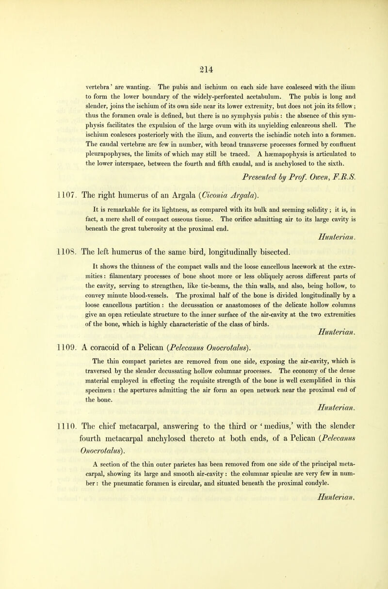 vertebra' are wanting. The pubis and ischium on each side have coalesced with the ilium to form the lower boundary of the widely-perforated acetabulum. The pubis is long and slender, joins the ischium of its own side near its lower extremity, but does not join its fellow; thus the foramen ovale is denned, but there is no symphysis pubis : the absence of this sym- physis facilitates the expulsion of the large ovum with its unyielding calcareous shell. The ischium coalesces posteriorly with the ilium, and converts the ischiadic notch into a foramen. The caudal vertebrae are few in number, with broad transverse processes formed by confluent pleurapophyses, the limits of which may still be traced. A hsemapophysis is articulated to the lower interspace, between the fourth and fifth caudal, and is anchylosed to the sixth. Presented by Prof. Owen, F.B.S. 1107. The right humerus of an Argala (Ciconia Argald). It is remarkable for its lightness, as compared with its bulk and seeming solidity; it is, in fact, a mere shell of compact osseous tissue. The orifice admitting air to its large cavity is beneath the great tuberosity at the proximal end. Hunterian. 1108. The left humerus of the same bird, longitudinally bisected. It shows the thinness of the compact walls and the loose cancellous lacework at the extre- mities : filamentary processes of bone shoot more or less obliquely across different parts of the cavity, serving to strengthen, like tie-beams, the thin walls, and also, being hollow, to convey minute blood-vessels. The proximal half of the bone is divided longitudinally by a loose cancellous partition : the decussation or anastomoses of the delicate hollow columns give an open reticulate structure to the inner surface of the air-cavity at the two extremities of the bone, which is highly characteristic of the class of birds. Hunterian. 1109. A coracoid of a Pelican {Pelecanus Onocrotalus). The thin compact parietes are removed from one side, exposing the air-cavity, which is traversed by the slender decussating hollow columnar processes. The economy of the dense material employed in effecting the requisite strength of the bone is well exemplified in this specimen: the apertures admitting the air form an open network near the proximal end of the bone. Hunterian. 1110. The chief metacarpal, answering to the third or 'niedius,' with the slender fourth metacarpal anchylosed thereto at both ends, of a Pelican {Pelecanus Onocrotalus). A section of the thin outer parietes has been removed from one side of the principal meta- carpal, showing its large and smooth air-cavity : the columnar spiculse are very few in num- ber : the pneumatic foramen is circular, and situated beneath the proximal condyle.