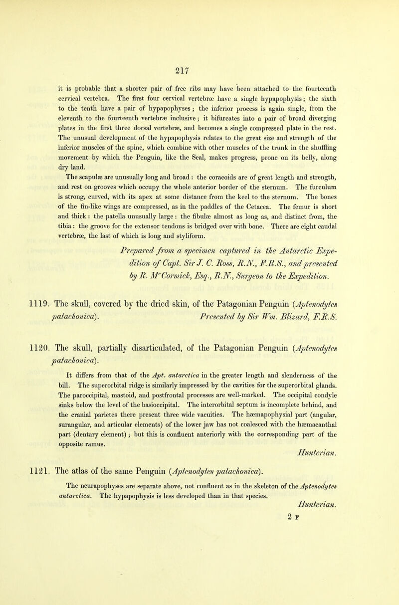 it is probable that a shorter pair of free ribs may have been attached to the fourteenth cervical vertebra. The first four cervical vertebrae have a single hypapophysis; the sixth to the tenth have a pair of hypapophyses ; the inferior process is again single, from the eleventh to the fourteenth vertebrae inclusive; it bifurcates into a pair of broad diverging plates in the first three dorsal vertebrae, and becomes a single compressed plate in the rest. The unusual development of the hypapophysis relates to the great size and strength of the inferior muscles of the spine, which combine with other muscles of the trunk in the shuffling movement by which the Penguin, like the Seal, makes progress, prone on its belly, along dry land. The scapulae are unusually long and broad : the coracoids are of great length and strength, and rest on grooves which occupy the whole anterior border of the sternum. The furculum is strong, curved, with its apex at some distance from the keel to the sternum. The bones of the fin-like wings are compressed, as in the paddles of the Cetacea. The femur is short and thick : the patella unusually large : the fibulae almost as long as, and distinct from, the tibia: the groove for the extensor tendons is bridged over with bone. There are eight caudal vertebrae, the last of which is long and styliform. Prepared from a specimen captured in the Antarctic Expe- dition of Capt. Sir J. C. Boss, B.N., F.B.S., and presented byB. McCormick, Esq., B.N., Surgeon to the Expedition. 1119. The skull, covered by the dried skin, of the Patagonian Penguin {Aptenodytes patachonica). Presented by Sir Wm. Blizard, F.B.S. 1120. The skull, partially disarticulated, of the Patagonian Penguin {Aptenodytes patachonica). It differs from that of the Apt. antarctica in the greater length and slenderness of the bill. The superorbital ridge is similarly impressed by the cavities for the superorbital glands. The paroccipital, mastoid, and postfrontal processes are well-marked. The occipital condyle sinks below the level of the basioccipital. The interorbital septum is incomplete behind, and the cranial parietes there present three wide vacuities. The haemapophysial part (angular, surangular, and articular elements) of the lower jaw has not coalesced with the haemacanthal part (dentary element) ; but this is confluent anteriorly with the corresponding part of the opposite ramus. Hunterian. 1121. The atlas of the same Penguin {Aptenodytespatachonica). The neurapophyses are separate above, not confluent as in the skeleton of the Aptenodytes antarctica. The hypapophysis is less developed than in that species. Hunterian. 2 F