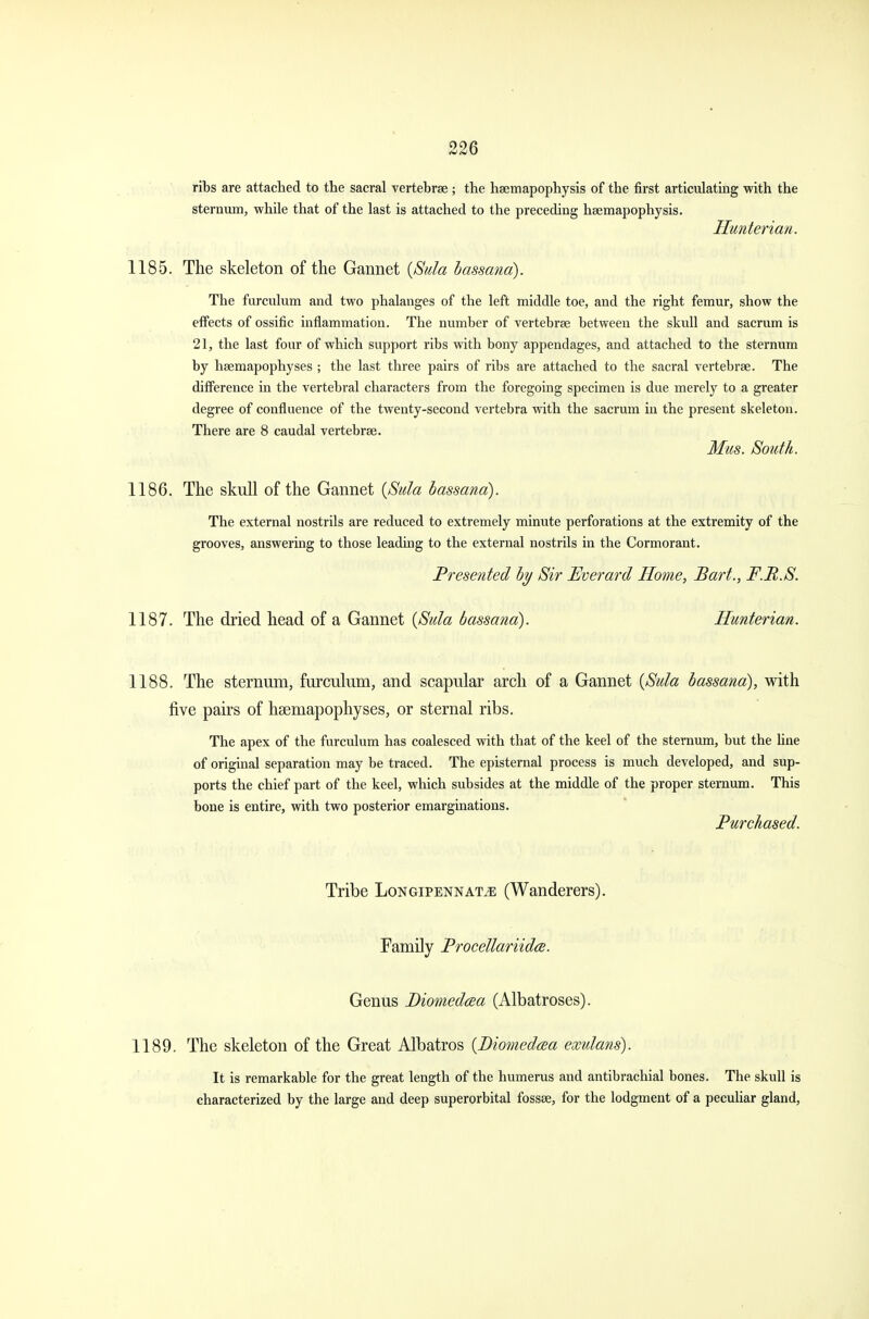 ribs are attached to the sacral vertebrae ; the haemapophysis of the first articulating with the sternum, while that of the last is attached to the preceding haemapophysis. Hunterian. 1185. The skeleton of the Gannet {Sula bassana). The furculum and two phalanges of the left middle toe, and the right femur, show the effects of ossific inflammation. The number of vertebrae between the skull and sacrum is 21, the last four of which support ribs with bony appendages, and attached to the sternum by haemapophyses ; the last three pairs of ribs are attached to the sacral vertebrae. The difference in the vertebral characters from the foregoing specimen is due merely to a greater degree of confluence of the twenty-second vertebra with the sacrum in the present skeleton. There are 8 caudal vertebrae. Mm. South. 1186. The skull of the Gannet {Sula bassana). The external nostrils are reduced to extremely minute perforations at the extremity of the grooves, answering to those leading to the external nostrils in the Cormorant. Presented by Sir Everard Home, Bart., F.B.S. 1187. The dried head of a Gannet (Sula bassana). Hunterian. 1188. The sternum, furculum, and scapular arch of a Gannet (Sula bassana), with five pairs of hsemapophyses, or sternal ribs. The apex of the furculum has coalesced with that of the keel of the sternum, but the line of original separation may be traced. The episternal process is much developed, and sup- ports the chief part of the keel, which subsides at the middle of the proper sternum. This bone is entire, with two posterior emarginations. Purchased. Tribe Longipennat^e (Wanderers). Family Procellariidce. Genus Diomedaa (Albatroses). 1189. The skeleton of the Great Albatros (Diomedaa exulans). It is remarkable for the great length of the humerus and antibrachial bones. The skull is characterized by the large and deep superorbital fossae, for the lodgment of a peculiar gland,