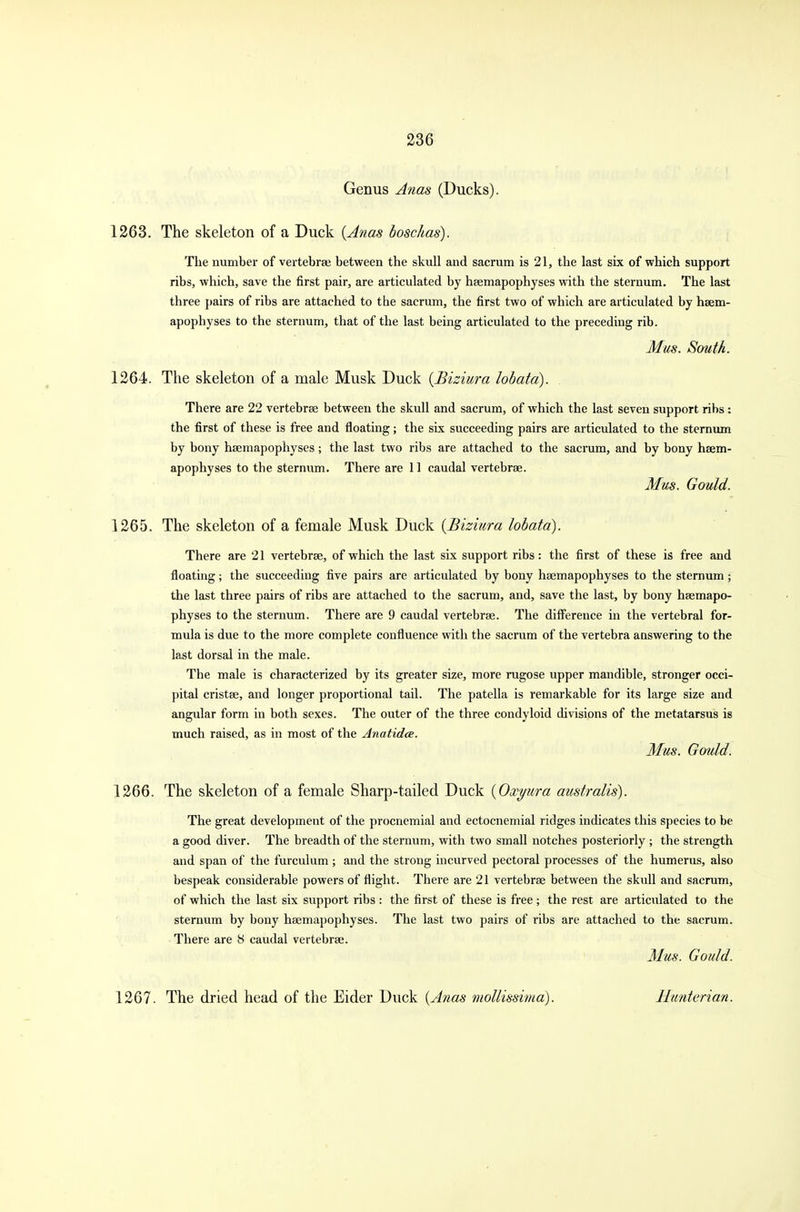 Genus Anas (Ducks). 1263. The skeleton of a Duck {Anas boschas). The number of vertebrae between the skull and sacrum is 21, the last six of which support ribs, which, save the first pair, are articulated by haemapophyses with the sternum. The last three pairs of ribs are attached to the sacrum, the first two of which are articulated by hsem- apophyses to the sternum, that of the last being articulated to the preceding rib. Mus. South. 1264. The skeleton of a male Musk Duck {Biziura lobatd). There are 22 vertebrae between the skull and sacrum, of which the last seven support ribs: the first of these is free and floating; the six succeeding pairs are articulated to the sternum by bony haemapophyses; the last two ribs are attached to the sacrum, and by bony haem- apophyses to the sternum. There are 11 caudal vertebrae. Mus. Gould. 1265. The skeleton of a female Musk Duck {Biziura lobatd). There are 21 vertebrae, of which the last six support ribs: the first of these is free and floating; the succeeding five pairs are articulated by bony haemapophyses to the sternum; the last three pairs of ribs are attached to the sacrum, and, save the last, by bony haemapo- physes to the sternum. There are 9 caudal vertebrae. The difference in the vertebral for- mula is due to the more complete confluence with the sacrum of the vertebra answering to the last dorsal in the male. The male is characterized by its greater size, more rugose upper mandible, stronger occi- pital cristae, and longer proportional tail. The patella is remarkable for its large size and angular form in both sexes. The outer of the three condyloid divisions of the metatarsus is much raised, as in most of the Anatidce. Mus. Gould. 1266. The skeleton of a female Sharp-tailed Duck {Oxyura australis). The great development of the procnemial and ectocnemial ridges indicates this species to be a good diver. The breadth of the sternum, with two small notches posteriorly ; the strength and span of the furculum ; and the strong incurved pectoral processes of the humerus, also bespeak considerable powers of flight. There are 21 vertebrae between the skull and sacrum, of which the last six support ribs : the first of these is free; the rest are articulated to the sternum by bony haemapophyses. The last two pairs of ribs are attached to the sacrum. There are 8 caudal vertebrae. Mus. Gould. 1267. The dried head of the Eider Duck {Anas mollissima). Hunterian.