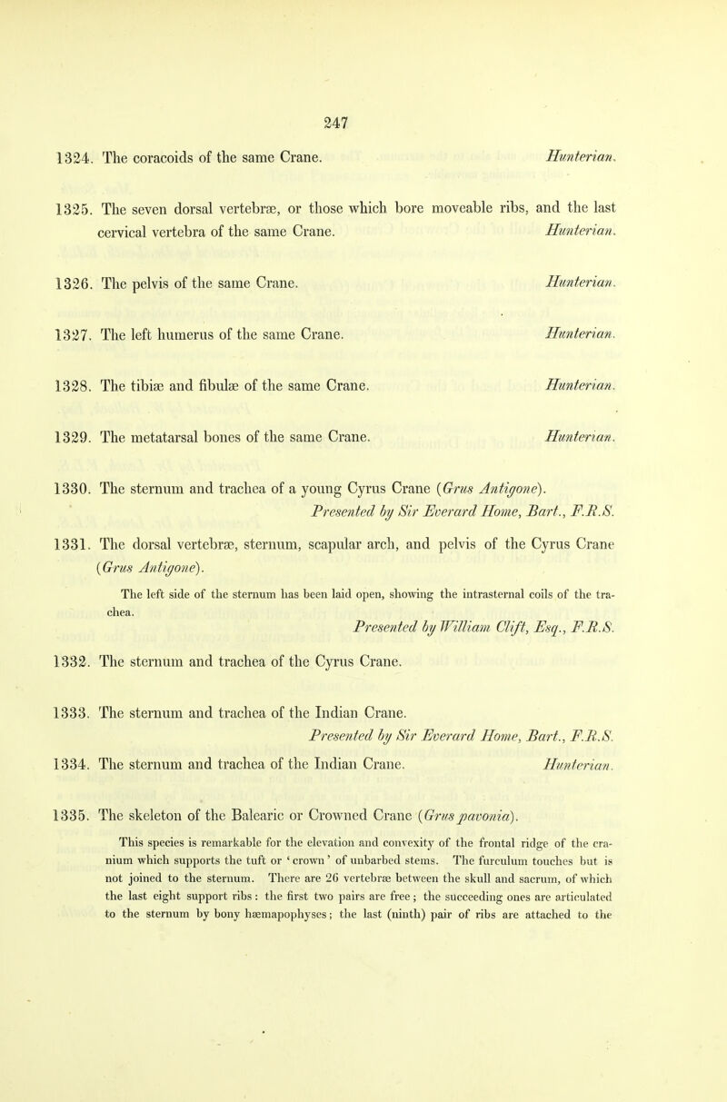 1324. The coracoids of the same Crane. Hunterian. 1325. The seven dorsal vertebras, or those which bore moveable ribs, and the last cervical vertebra of the same Crane. Hunterian. 1326. The pelvis of the same Crane. Hunterian. 1327. The left humerus of the same Crane. Hunterian. 1328. The tibiae and fibulae of the same Crane. Hunterian. 1329. The metatarsal bones of the same Crane. Hunterian. 1330. The sternum and trachea of a young Cyrus Crane {Grus Antigone). Presented by Sir Everard Home, Bart., F.B.S. 1331. The dorsal vertebras, sternum, scapular arch, and pelvis of the Cyrus Crane {Grus Antigone). The left side of the sternum has been laid open, showing the intrasternal coils of the tra- chea. Presented by William Clift, Esq., F.R.S. 1332. The sternum and trachea of the Cyrus Crane. 1333. The sternum and trachea of the Indian Crane. Presented by Sir Everard Home, Bart., F.R.S. 1334. The sternum and trachea of the Indian Crane. Hunterian. 1335. The skeleton of the Balearic or Crowned Crane {Grus pavonia). This species is remarkable for the elevation and convexity of the frontal ridge of the cra- nium which supports the tuft or ' crown ' of unbarbed stems. The furculum touches but is not joined to the sternum. There are 2G vertebrae between the skull and sacrum, of which the last eight support ribs : the first two pairs are free; the succeeding ones are articulated to the sternum by bony hsemapophyses; the last (ninth) pair of ribs are attached to the