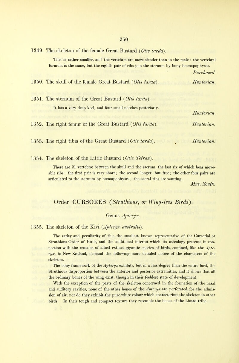 1349. The skeleton of the female Great Bustard {Otis tarda). This is rather smaller, and the vertebra are more slender than in the male: the vertebral formula is the same, but the eighth pair of ribs join the sternum by bony hsemapophyses. Purchased. 1350. The skull of the female Great Bustard {Otis tarda). Hunterian. 1351. The sternum of the Great Bustard {Otis tarda). It has a very deep keel, and four small notches posteriorly. Hunterian. 1352. The right femur of the Great Bustard {Otis tarda). Hunterian. 1353. The right tibia of the Great Bustard {Otis tarda). , Hunterian. 1354. The skeleton of the Little Bustard {Otis Tetrax). There are 21 vertebrae between the skull and the sacrum, the last six of which bear move- able ribs : the first pair is very short; the second longer, but free ; the other four pairs are articulated to the sternum by hsemapophyses; the sacral ribs are wanting. Mm. South. Order CURSORES (Struthious, or Wing-less Birds}. Genus Apteryx. 1355. The skeleton of the Kivi {Apteryx australis). The rarity and peculiarity of this the smallest known representative of the Cursorial or Struthious Order of Birds, and the additional interest which its osteology presents in con- nection with the remains of allied extinct gigantic species of birds, confined, like the Apte- ryx, to New Zealand, demand the following more detailed notice of the characters of the skeleton. The bony framework of the Apteryx exhibits, but in a less degree than the entire bird, the Struthious disproportion between the anterior and posterior extremities, and it shows that all the ordinary bones of the wing exist, though in their feeblest state of development. With the exception of the parts of the skeleton concerned in the formation of the nasal and auditory cavities, none of the other bones of the Apteryx are perforated for the admis- sion of air, nor do they exhibit the pure white colour which characterizes the skeleton in other birds. In their tough and compact texture they resemble the bones of the Lizard tribe.