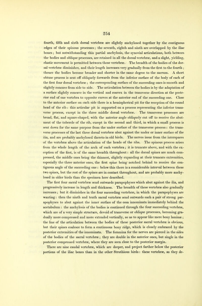 fourth, fifth and sixth dorsal vertebrae are slightly anchylosed together by the contiguous edges of their spinous processes; the seventh, eighth and ninth are overlapped by the iliac bones; but notwithstanding this partial anchylosis, the synovial articulations, both between the bodies and oblique processes, are retained in all the dorsal vertebrae, and a slight, yielding, elastic movement is permitted between those vertebrae. The breadth of the bodies of the dor- sal vertebrae diminishes, and their length increases very gradually from the first to the fourth ; thence the bodies become broader and shorter in the same degree to the sacrum. A short obtuse process is sent off obliquely forwards from the inferior surface of the body of each of the first four dorsal vertebrae ; the corresponding surface of the succeeding ones is smooth and slightly concave from side to side. The articulation between the bodies is by the adaptation of a surface slightly concave in the vertical and convex in the transverse direction at the poste- rior end of one vertebra to opposite curves at the anterior end of the succeeding one. Close to the anterior surface on each side there is a hemispherical pit for the reception of the round head of the rib : this articular pit is supported on a process representing the inferior trans- verse process, except in the three middle dorsal vertebrae. The transverse processes are broad, flat, and square-shaped, with the anterior angle obliquely cut off to receive the abut- ment of the tubercle of the rib, except in the second and third, in which a small process is sent down for the same purpose from the under surface of the transverse process: the trans- verse processes of the last three dorsal vertebrae abut against the under or inner surface of the ilia, and are probably anchylosed thereto in old birds. The nerves issue from the interspaces of the vertebrae above the articulation of the heads of the ribs. The spinous process arises from the whole length of the arch of each vertebra; it is truncate above, and with the ex- ception of the first, is of the same breadth throughout: all the dorsal spines are much com- pressed, the middle ones being the thinnest, slightly expanding at their truncate extremities, especially the three anterior ones, the first spine being notched behind to receive the con- tiguous angle of the succeeding one : below this there is a considerable interval between these two spines,, but the rest of the spines are in contact throughout, and are probably more anchy- losed in older birds than the specimen here described. The first four sacral vertebrae send outwards parapophyses which abut against the ilia, and progressively increase in length and thickness. The breadth of these vertebrae also gradually increases; but it diminishes in the four succeeding vertebrae, in which the parapophyses are wanting : then the ninth and tenth sacral vertebrae send outwards each a pair of strong par- apophyses to abut against the inner surface of the ossa innominata immediately behind the acetabulum : the anchylosis of the bodies is continued through the four succeeding vertebrae, which are of a very simple structure, devoid of transverse or oblique processes, becoming gra- dually more compressed and more extended vertically, so as to appear like mere bony laminae ; the line of the articulation between the bodies of these posterior sacral vertebrae is obvious, but their spines coalesce to form a continuous bony ridge, which is closely embraced by the posterior extremities of the innominata. The foramina for the nerves are pierced in the sides of the bodies of the sacral vertebrae; they are double in the anterior ones, but single in the posterior compressed vertebrae, where they are seen close to the posterior margin. There are nine caudal vertebrae, which are deeper, and project farther below the posterior portions of the iliac bones than in the other Struthious birds: these vertebrae, as they de-