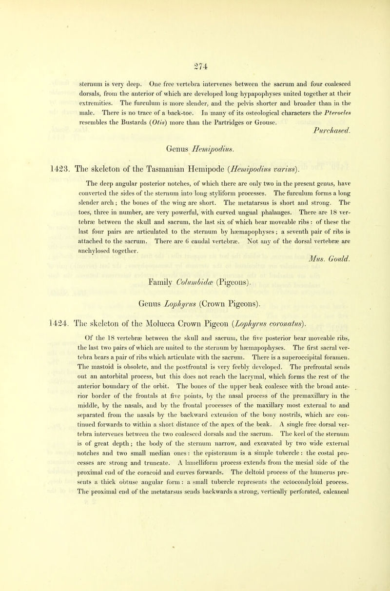 sternum is very deep. One free vertebra intervenes between the sacrum and four coalesced dorsals, from the anterior of which are developed long hypapophyses united together at their extremities. The furculum is more slender, and the pelvis shorter and broader than in the male. There is no trace of a back-toe. In many of its osteological characters the Pterocles resembles the Bustards {Otis) more than the Partridges or Grouse. Purchased. Genus Hemipodius. 1423. The skeleton of the Tasmanian Hemipode {Hemipodius varius). The deep angular posterior notches, of which there are only two in the present genus, have converted the sides of the sternum into long styliform processes. The furculum forms a long slender arch; the bones of the wing are short. The metatarsus is short and strong. The toes, three in number, are very powerful, with curved ungual phalanges. There are 18 ver- tebrae between the skull and sacrum, the last six of which bear moveable ribs : of these the last four pairs are articulated to the sternum by haemapophyses; a seventh pair of ribs is attached to the sacrum. There are o* caudal vertebrae. Not any of the dorsal vertebrae are anchylosed together. Mm. Gould. Family Golumbidoe (Pigeons). Gemis Lopliyrus (Crown Pigeons). 1424. The skeleton of the Molucca Crown Pigeon {Lophyrus coronatus). Of the 18 vertebrae between the skull and sacrum, the five posterior bear moveable ribs, the last two pairs of which are united to the sternum by haemapophyses. The first sacral ver- tebra bears a pair of ribs which articulate with the sacrum. There is a superoccipital foramen. The mastoid is obsolete, and the postfrontal is very feebly developed. The prefrontal sends out an antorbital process, but this does not reach the lacrymal, which forms the rest of the anterior boundary of the orbit. The bones of the upper beak coalesce with the broad ante- rior border of the frontals at five points, by the nasal process of the premaxillary in the middle, by the nasals, and by the frontal processes of the maxillary most external to and separated from the nasals by the backward extension of the bony nostrils, which are con- tinued forwards to within a short distance of the apex of the beak. A single free dorsal ver- tebra intervenes between the two coalesced dorsals and the sacrum. The keel of the sternum is of great depth; the body of the sternum narrow, and excavated by two wide external notches and two small median ones: the episternum is a simple tubercle: the costal pro- cesses are strong and truncate. A lamelliform process extends from the mesial side of the proximal end of the coracoid and curves forwards. The deltoid process of the humerus pre- sents a thick obtuse angular form : a small tubercle represents the ectocondyloid process. The proximal end of the metatarsus sends backwards a strong, vertically perforated, calcaneal