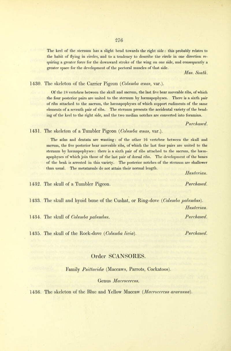 The keel of the sternum has a slight bend towards the right side: this probably relates to the habit of flying in circles, and to a tendency to describe the circle in one direction re- quiring a greater force for the downward stroke of the wing on one side, and consequently a greater space for the development of the pectoral muscles of that side. Mus. South. 1430. The skeleton of the Carrier Pigeon (Columba cenas, var.). Of the 18 vertebrae between the skull and sacrum, the last five bear moveable ribs, of which the four posterior pairs are united to the sternum by haemapophyses. There is a sixth pair of ribs attached to the sacrum, the haemapophyses of which support rudiments of the same elements of a seventh pair of ribs. The sternum presents the accidental variety of the bend- ing of the keel to the right side, and the two median notches are converted into foramina. Purchased. 1431. The skeleton of a Tumbler Pigeon {Columba cenas, var.). The atlas and dentata are wanting: of the other 16 vertebras between the skull and sacrum, the five posterior bear moveable ribs, of which the last four pairs are united to the sternum by haemapophyses: there is a sixth pair of ribs attached to the sacrum, the haem- apophyses of which join those of the last pair of dorsal ribs. The development of the bones of the beak is arrested in this variety. The posterior notches of the sternum are shallower than usual. The metatarsals do not attain their normal length. Hunterian. 1432. The skull of a Tumbler Pigeon. Purchased. 1433. The skull and hyoid bone of the Cushat, or Ring-dove (Columba palumbus). Hunterian. 1434. The skull of Columbapalumbus. Purchased. 1435. The skull of the Rock-dove (Columba livid). Purchased. Order SCANSORES. Family Psittacidce (Maccaws, Parrots, Cockatoos). Genus Macrocercus. 1436. The skeleton of the Blue and Yellow Maccaw (Macrocercus ararauna).