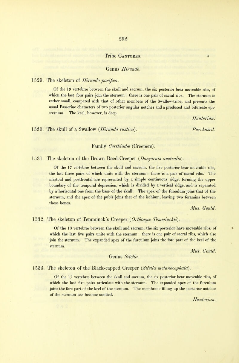 Tribe Cantores. * Genus Hirundo. 1529. The skeleton of Hirundo pacifica. Of the 19 vertebrae between the skull and sacrum, the six posterior bear moveable ribs, of which the last four pairs join the sternum : there is one pair of sacral ribs. The sternum is rather small, compared with that of other members of the Swallow-tribe, and presents the usual Passerine characters of two posterior angular notches and a produced and bifurcate epi- sternum. The keel, however, is deep. Hunterian. 1530. The skull of a Swallow {Hirundo rustica). Purchased. Family Certhiada (Creepers). 1531. The skeleton of the Brown Reed-Creeper {Dasyornis australis). Of the 17 vertebrae between the skull and sacrum, the five posterior bear moveable ribs, the last three pairs of which unite with the sternum: there is a pair of sacral ribs. The mastoid and postfrontal are represented by a simple continuous ridge, forming the upper boundary of the temporal depression, which is divided by a vertical ridge, and is separated by a horizontal one from the base of the skull. The apex of the furculum joins that of the sternum, and the apex of the pubis joins that of the ischium, leaving two foramina between those bones. Mm. Gould. 1532. The skeleton of Temminck's Creeper (Ort/ionyw Temminckii), Of the 18 vertebrae between the skull and sacrum, the six posterior have moveable ribs, of which the last five pairs unite with the sternum : there is one pair of sacral ribs, which also join the sternum. The expanded apex of the furculum joins the fore part of the keel of the sternum. Mm. Gould. Genus Sitetta. 1533. The skeleton of the Black-capped Creeper {Bitella melanocephala). Of the 17 vertebrae between the skull and sacrum, the six posterior bear moveable ribs, of which the last five pairs articulate with the sternum. The expanded apex of the furculum joins the fore part of the keel of the sternum. The membrane filling up the posterior notches of the sternum has become ossified. Hunterian.
