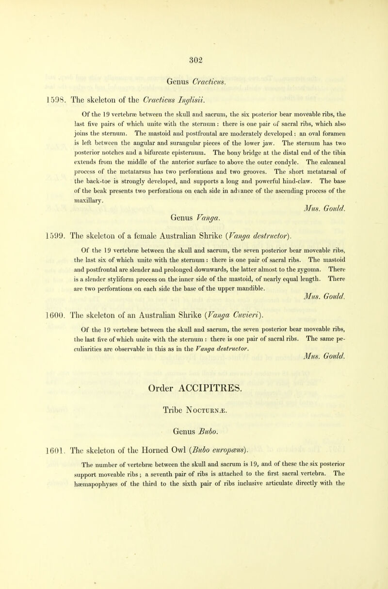 Genus Cracticus. 1598. The skeleton of the Cracticus Inglisii. Of the 19 vertebrae between the skull and sacrum, the six posterior bear moveable ribs, the last five pairs of which unite with the sternum: there is one pair of sacral ribs, which also joins the sternum. The mastoid and postfrontal are moderately developed : an oval foramen is left between the angular and surangular pieces of the lower jaw. The sternum has two posterior notches and a bifurcate episternum. The bony bridge at the distal end of the tibia extends from the middle of the anterior surface to above the outer condyle. The calcaneal process of the metatarsus has two perforations and two grooves. The short metatarsal of the back-toe is strongly developed, and supports a long and powerful hind-claw. The base of the beak presents two perforations on each side in advance of the ascending process of the maxillary. Mus. Gould. Genus Vang a. 1599. The skeleton of a female Australian Shrike {Vanga destructor). Of the 19 vertebrae between the skull and sacrum, the seven posterior bear moveable ribs, the last six of which unite with the sternum : there is one pair of sacral ribs. The mastoid and postfrontal are slender and prolonged downwards, the latter almost to the zygoma. There is a slender styliform process on the inner side of the mastoid, of nearly equal length. There are two perforations on each side the base of the upper mandible. Mus. Gould. 1600. The skeleton of an Australian Shrike {Vanga Cuvieri). Of the 19 vertebrae between the skull and sacrum, the seven posterior bear moveable ribs, the last five of which unite with the sternum : there is one pair of sacral ribs. The same pe- culiarities are observable in this as in the Vang a destructor. Mus. Gould. Order ACCIPITRES. Tribe Nocturne. Genus Bubo. 1601. The skeleton of the Horned Owl {Bubo europaus). The number of vertebrae between the skull and sacrum is 19, and of these the six posterior support moveable ribs; a seventh pair of ribs is attached to the first sacral vertebra. The haemapophyses of the third to the sixth pair of ribs inclusive articulate directly with the