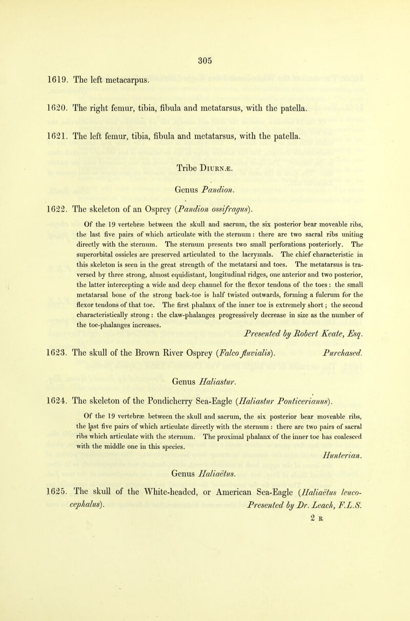 1619. The left metacarpus. 1620. The right femur, tibia, fibula and metatarsus, with the patella. 1621. The left femur, tibia, fibula and metatarsus, with the patella. Tribe Diurn^e. Genus Pandion. 1622. The skeleton of an Osprey {Pandion ossifragus). Of the 19 vertebrae between the skull and sacrum, the six posterior bear moveable ribs, the last five pairs of which articulate with the sternum: there are two sacral ribs uniting directly with the sternum. The sternum presents two small perforations posteriorly. The superorbital ossicles are preserved articulated to the lacrymals. The chief characteristic in this skeleton is seen in the great strength of the metatarsi and toes. The metatarsus is tra- versed by three strong, almost equidistant, longitudinal ridges, one anterior and two posterior, the latter intercepting a wide and deep channel for the flexor tendons of the toes : the small metatarsal bone of the strong back-toe is half twisted outwards, forming a fulcrum for the flexor tendons of that toe. The first phalanx of the inner toe is extremely short; the second characteristically strong: the claw-phalanges progressively decrease in size as the number of the toe-phalanges increases. Presented by Robert Keate, Esq. 1623. The skull of the Brown River Osprey {Falco fluvialis). Purchased. Genus Haliastur. 1624. The skeleton of the Pondicherry Sea-Eagle {Haliastur Ponticerianus). Of the 19 vertebrae between the skull and sacrum, the six posterior bear moveable ribs, the last five pairs of which articulate directly with the sternum : there are two pairs of sacral ribs which articulate with the sternum. The proximal phalanx of the inner toe has coalesced with the middle one in this species. Hunterian. Genus Plaliaetus. 1625. The skull of the White-headed, or American Sea-Eagle {Haliaetus leuco- cephalus). Presented by Br. Leach, F.L.S. 2 R