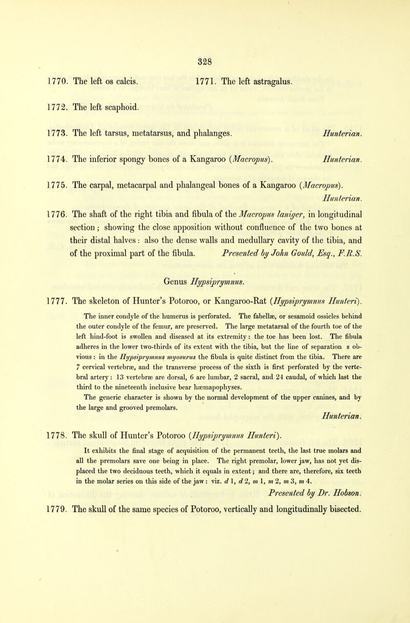 1770. The left os calcis. 1771. The left astragalus. 1772. The left scaphoid. 1773. The left tarsus, metatarsus, and phalanges. Hunterian. 1774. The inferior spongy bones of a Kangaroo {Macropus). Hunterian. 1775. The carpal, metacarpal and phalangeal bones of a Kangaroo {Macropus). Hunterian. 1776. The shaft of the right tibia and fibula of the Macropus laniger, in longitudinal section ; showing the close apposition without confluence of the two bones at their distal halves : also the dense walls and medullary cavity of the tibia, and of the proximal part of the fibula. Presented by John Gould, Esq., F.B.S. Genus Hypsiprymnus. 1777. The skeleton of Hunter's Potoroo, or Kangaroo-Rat {Hypsiprymnus Hunteri). The inner condyle of the humerus is perforated. The fabellse, or sesamoid ossicles behind the outer condyle of the femur, are preserved. The large metatarsal of the fourth toe of the left hind-foot is swollen and diseased at its extremity: the toe has heen lost. The fibula adheres in the lower two-thirds of its extent with the tibia, but the line of separation s ob- vious : in the Hypsiprymnus myosurus the fibula is quite distinct from the tibia. There are 7 cervical vertebrae, and the transverse process of the sixth is first perforated by the verte- bral artery: 13 vertebrae are dorsal, 6 are lumbar, 2 sacral, and 24 caudal, of which last the third to the nineteenth inclusive bear hsemapophyses. The generic character is shown by the normal development of the upper canines, and by the large and grooved premolars. Hunterian. 1778. The skull of Hunter's Potoroo {Hypsiprymnus Hunteri). It exhibits the final stage of acquisition of the permanent teeth, the last true molars and all the premolars save one being in place. The right premolar, lower jaw, has not yet dis- placed the two deciduous teeth, which it equals in extent; and there are, therefore, six teeth in the molar series on this side of the jaw : viz. d 1, «?2, m 1, m 2, m 3, m 4. Presented by Br. Hobson. 1779. The skull of the same species of Potoroo, vertically and longitudinally bisected.