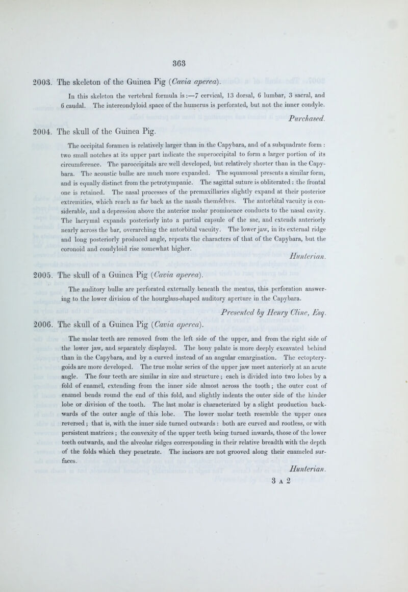 2003. The skeleton of the Guinea Pig {Cavia aperea). In this skeleton the vertebral formula is:—7 cervical, 13 dorsal, 6 lumbar, 3 sacral, and 6 caudal. The intercondyloid space of the humerus is perforated, but not the inner condyle. Purchased. 2004. The skull of the Guinea Pig. The occipital foramen is relatively larger than in the Capybara, and of a subquadrate form : two small notches at its upper part indicate the superoccipital to form a larger portion of its circumference. The paroccipitals are well developed, but relatively shorter than in the Capy- bara. The acoustic bullae are much more expanded. The squamosal presents a similar form, and is equally distinct from the petrotympanic. The sagittal suture is obUterated: the frontal one is retained. The nasal processes of the premaxillaries slightly expand at their posterior extremities, which reach as far back as the nasals themselves. The antorbital vacuity is con- siderable, and a depression above the anterior molar prominence conducts to the nasal cavity. The lacrymal expands posteriorly into a partial capsule of the sac, and extends anteriorly nearly across the bar, overarching the antorbital vacuity. The lower jaw, in its external ridge and long posteriorly produced angle, repeats the characters of that of the Capybara, but the coronoid and condyloid rise somewhat higher. Hunter ian. 2005. The skull of a Guinea Pig {Cavia aperea). The auditory bullae are perforated externally beneath the meatus, this perforation answer- ing to the lower division of the hourglass-s?iaped auditory aperture in the Capybara. Presented by Henry Cline, Esq. 2006. The skull of a Guinea Pig {Cavia aperea). The molar teeth are removed from the left side of the upper, and from the right side of the lower jaw, and separately displayed. The bony palate is more deeply excavated behind than in the Capybara, and by a curved instead of an angular emargination. The ectoptery- goids are more developed. The true molar series of the upper jaw meet anteriorly at an acute angle. The four teeth are similar in size and structure ; each is divided into two lobes by a fold of enamel, extending from the inner side almost across the tooth; the outer coat of enamel bends round the end of this fold, and slightly indents the outer side of the hinder lobe or di^-ision of the tooth. The last molar is characterized by a slight production back- wards of the outer angle of this lobe. The lower molar teeth resemble the upper ones reversed; that is, with the inner side turned outwards : both are curved and rootless, or with persistent matrices ; the convexity of the upper teeth being turned inwards, those of the lower teeth outwards, and the alveolar ridges corresponding in their relative breadth with the depth of the folds which they penetrate. The incisors are not grooved along their enameled sur- faces. Hunterian. 3 A 2