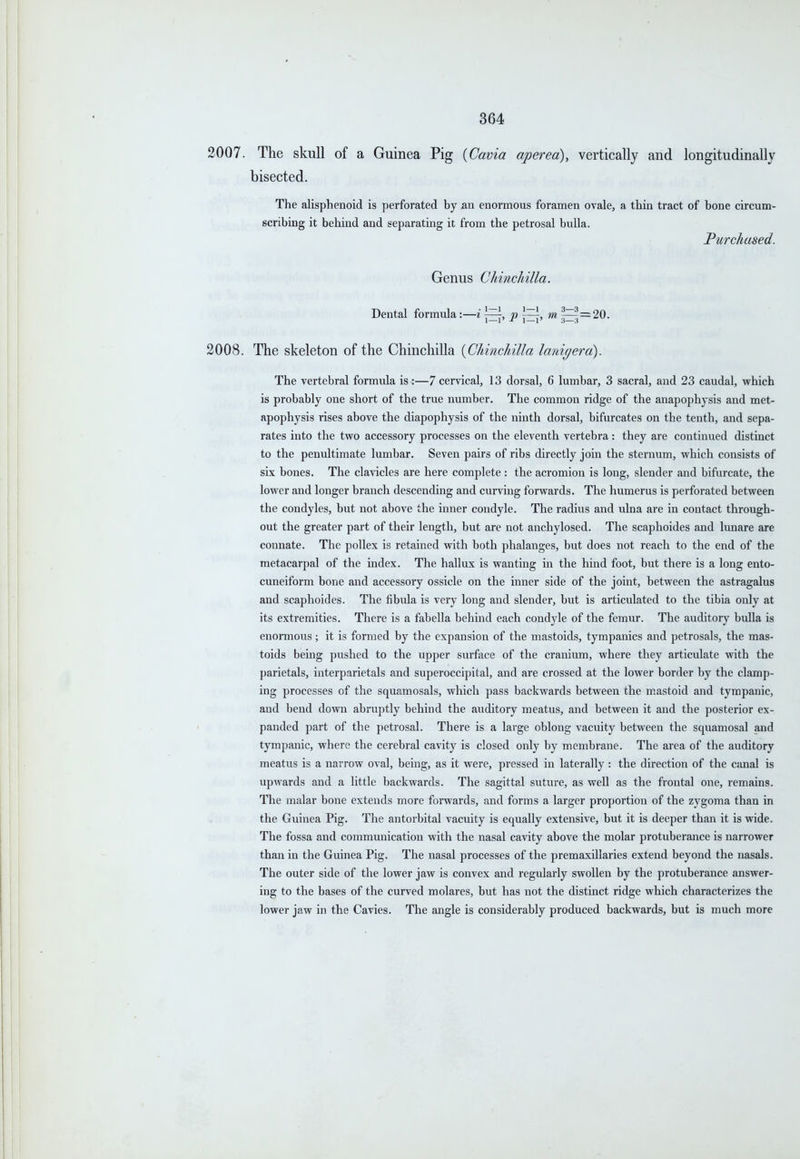 2007. The skull of a Guinea Pig {Cavia aperea), vertically and longitudinally bisected. The alisphenoid is perforated by an enormous foramen ovale, a thin tract of bone circum- scribing it behind and separating it from the petrosal bulla. Purchased. Genus Chinchilla. Dental formula:—i j^, p m ^ = 20. 2008. The skeleton of the Chinchilla {Chinchilla lanigerd). The vertebral formula is :—7 cervical, 13 dorsal, 6 lumbar, 3 sacral, and 23 caudal, which is probably one short of the true number. The common ridge of the anapophysis and met- apophysis rises above the diapophysis of the ninth dorsal, bifurcates on the tenth, and sepa- rates into the two accessory processes on the eleventh vertebra: they are continued distinct to the penultimate lumbar. Seven pairs of ribs directly join the sternum, which consists of six bones. The clavicles are here complete : the acromion is long, slender and bifurcate, the lower and longer branch descending and curving forwards. The humerus is perforated between the condyles, but not above the inner condyle. The radius and ulna are in contact through- out the greater part of their length, but are not anchylosed. The scaphoides and lunare are connate. The poUex is retained with both phalanges, but does not reach to the end of the metacarpal of the index. The hallux is wanting in the hind foot, but there is a long ento- cuneiform bone and accessory ossicle on the inner side of the joint, between the astragalus and scaphoides. The fibula is very long and slender, but is articulated to the tibia only at its extremities. There is a fabella behind each condyle of the femur. The auditory bulla is enormous ; it is formed by the expansion of the mastoids, tympanies and petrosals, the mas- toids being pushed to the upper surface of the cranium, where they articulate with the parietals, interparietals and superoccipital, and are crossed at the lower border by the clamp- ing processes of the squamosals, which pass backwards between the mastoid and tympanic, and bend down abruptly behind the auditory meatus, and between it and the posterior ex- panded part of the petrosal. There is a large oblong vacuity between the squamosal and tympanic, where the cerebral cavity is closed only by membrane. The area of the auditory meatus is a narrow oval, being, as it were, pressed in laterally : the direction of the canal is upwards and a little backwards. The sagittal suture, as well as the frontal one, remains. The malar bone extends more forwards, and forms a larger proportion of the zygoma than in the Guinea Pig. The antorbital vacuity is equally extensive, but it is deeper than it is wide. The fossa and communication with the nasal cavity above the molar protuberance is narrower than in the Guinea Pig. The nasal processes of the premaxillaries extend beyond the nasals. The outer side of the lower jaw is convex and regularly swollen by the protuberance answer- ing to the bases of the curved molares, but has not the distinct ridge which characterizes the lower jaw in the Cavies. The angle is considerably produced backwards, but is much more