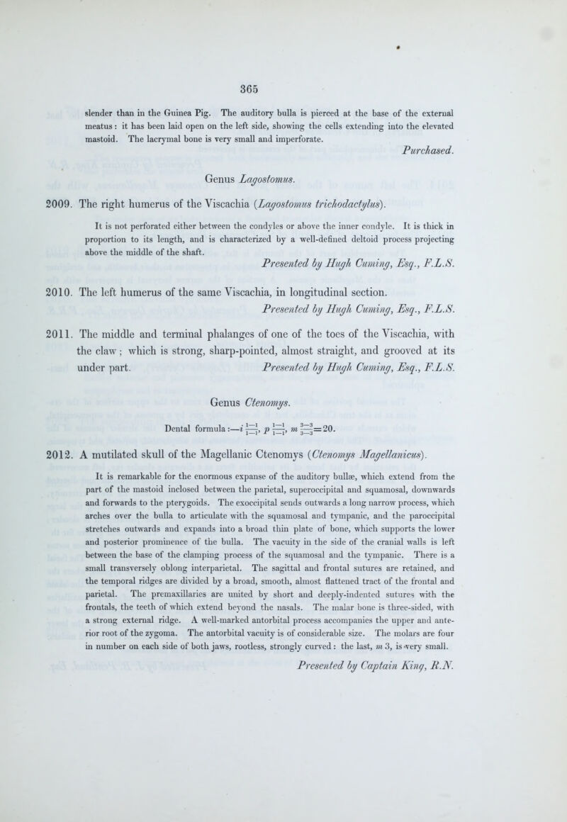 slender than in the Gumea Pig. The auditory bulla is pierced at the base of the external meatus: it has been laid open on the left side, showing the cells extending into the elevated mastoid. The lacrymal bone is very small and imperforate. Fur chased. Genus Lagostomus. 2009. The right humerus of the Viscachia [Lagostomus trichodactglus). It is not perforated either between the condyles or above the inner condyle. It is thick in proportion to its length, and is characterized by a well-defined deltoid process projecting above the middle of the shaft. Presented bg Hugh Cuming, Esq., F.L.S. The left humerus of the same Viscachia, in longitudinal section. Presented bg Hugh Cuming, Esq., F.L.S. The middle and terminal phalanges of one of the toes of the Viscachia, with the claw; which is strong, sharp-pointed, almost straight, and grooved at its under part. Presented bg Hugh Cuming, Esq., F.L.S. Genus Ctenomys. Dental formula :—i p ra ?^=20. 2012. A mutilated skull of the Magellanic Ctenomys [Ctenomys Magellanicus). It is remarkable for the enormous expanse of the auditory bullae, which extend from the part of the mastoid inclosed between the parietal, superoccipital and squamosal, downwards and forwards to the pterygoids. The exoccipital sends outwards a long narrow process, which arches over the bulla to articulate with the squamosal and tij-mpanic, and the paroccipital stretches outwards and expands into a broad thin plate of bone, which supports the lower and posterior prominence of the bulla. The vacuity in the side of the cranial walls is left between the base of the clamping process of the squamosal and the tympanic. There is a small transversely oblong interparietal. The sagittal and frontal sutures are retained, and the temporal ridges are divided by a broad, smooth, almost flattened tract of the frontal and parietal. The premaxillaries are united by short and deeply-indented sutures with the frontals, the teeth of which extend beyond the nasals. The malar bone is three-sided, with a strong external ridge. A well-marked antorbital process accompanies the upper and ante- rior root of the zygoma. The antorbital vacuity is of considerable size. The molars are four m number on each side of both jaws, rootless, strongly curved : the last, m 3, is -verj' small. Presented by Captain King, R.N.