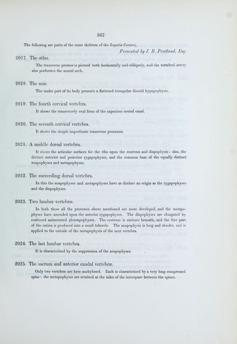 The following are parts of the same skeleton of the Lagotis Cuvieri, Presented hy J. B. Pentland, Esq. 2017. The atlas. The transverse process is pierced both horizontally and obliquely, and the vertebral artery also perforates the neural arch. 2018. The axis. The under part of its body presents a flattened triangular discoid hypapophysis. 2019. The fourth cervical vertebra. It shows the transversely oval form of the capacious neural canal. 2020. The seventh cervical vertebra. It shows the simple imperforate transverse processes. 2021. A middle dorsal vertebra. It shows the articular surfaces for the ribs upon the centrum and diapophysis: also, the distinct anterior and posterior zygapophyses, and the common base of the equally distinct anapophyses and metapophyses. 2022. The succeeding dorsal vertebra. In this the anapophyses and metapophyses have as distinct an origin as the zygapophyses and the diapophyses. 2023. Tvs'o lumbar vertebrae. In both these all the processes above mentioned are more developed, and the metaj)o- physes have ascended upon the anterior zygapophyses. The diapophyses are elongated by coalesced antroverted pleurapophyses. The centrum is carinate beneath, and the fore part of the carina is produced into a small tubercle. The anapophysis is long and slender, and is applied to the outside of the metapophysis of the next vertebra. 2024. The last lumbar vertebra. It is characterized by the suppression of the anapophyses. 2025. The sacrum and anterior caudal vertebrae. Only two vertebrae are here anchylosed. Each is characterized by a very long compressed spine : the metapophyses are retained at the sides of the interspace between the spines.