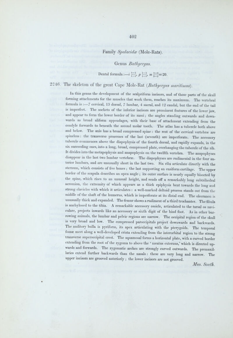 Family Spalacida (Mole-Rats). Genus Bathyergus. Dental formula:—i j^, p m ^=20. 2246. The skeleton of the great Cape Mole-Rat {Bathyergus maritimus). In this genus the development of the scalpriform incisors, and of those parts of the skull forming attachments for the muscles that work them, reaches its maximum. The vertebral formula is :—7 cervical, 13 dorsal, 7 lumbar, 4 sacral, and 12 caudal, but the end of the tail is imperfect. The sockets of the inferior incisors are prominent features of the lower jaw, and appear to form the lower border of its rami; the angles standing outwards and down- wards as broad aliform appendages, with their base of attachment extending from the condyle forwards to beneath the second molar tooth. The atlas has a tubercle both above and below. The axis has a broad compressed spine : the rest of the cervical vertebrae are spineless: the transverse processes of the last (seventh) are imperforate. The accessory tubercle commences above the diapophysis of the fourth dorsal, and rapidly expands, in the six succeeding ones, into a long, broad, compressed plate, overhanging the tubercle of the rib. It divides into the metapophysis and anapophysis on the twelfth vertebra. The anapophyses disappear in the last two lumbar vertebrae. The diapophyses are rudimental in the four an- terior lumbars, and are unusually short in the last two. Six ribs articulate directly with the sternum, which consists of five bones ; the last supporting an ensiform cartilage. The upper border of the scapula describes an open angle ; its outer surface is nearly equally bisected by the spine, which rises to an unusual height, and sends olf a remarkably long subtrihedral acromion, the extremity of which appears as a thick epiphysis bent towards the long and strong clavicles with which it articulates : a well-marked deltoid process stands out from the middle of the shaft of the humerus, which is imperforate at its distal end. The olecranon is unusually thick and expanded. The femur shows a rudiment of a third trochanter. The fibula is anchylosed to the tibia. A remarkable accessory ossicle, articulated to the tarsal os navi- culare, projects inwards like an accessory or sixth digit of the hind foot. As in other bur- rowing animals, the lumbar and pelvic regions are narrow. The occipital region of the skull is very broad and low. The compressed paroccipitals project downwards and backwards. The auditory bulla is pyriform, its apex articulating with the pterygoids. The temporal fossae meet along a well-developed crista extending from the interorbital region to the strong transverse superoccipital crest. The squamosal forms a horizontal plate, with a curved border extending from the root of the zygoma to above the ' meatus externus,' which is directed up- wards and forwards. The zygomatic arches are strongly curved outwards. The premaxil- laries extend further backwards than the nasals : these are very long and narrow. The upper incisors are grooved anteriorly ; the lower incisors are not grooved. Mils. South.