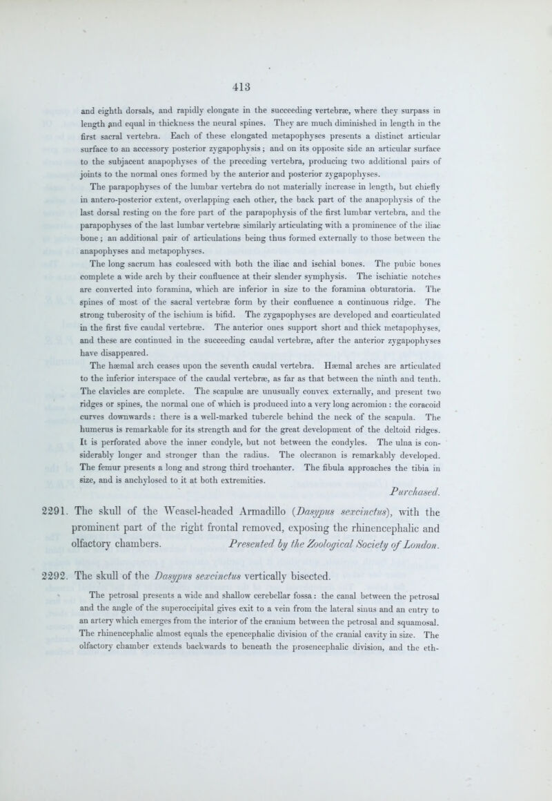 and eighth dorsals, and rapidly elongate in the succeeding vertebrae, where they surpass in length jind equal in thickness the neural spines. They are much diminished in length in the first sacral vertebra. Each of these elongated metapophyses presents a distinct articular surface to an accessory posterior zygapophysis; and on its opposite side an articular surface to the subjacent anapophyses of the preceding vertebra, producing two adchtional pairs of joints to the normal ones formed by the anterior and posterior zygapophyses. The parapophyses of the lumbar vertebra do not materially increase in length, but chiefly in antero-posterior extent, overlapping each other, the back part of the anapophysis of the last dorsal resting on the fore part of the parapophysis of the first lumbar vertebra, and the parapophyses of the last lumbar vertebrae similarly articulating with a prominence of the ihac bone; an additional pair of articulations being thus formed externally to those between the anapophyses and metapophyses. The long sacrum has coalesced with both the iliac and ischial bones. The pubic bones complete a wide arch by their confluence at their slender s\-mphysis. The ischiatic notches are converted into foramina, which are inferior in size to the foramina obturatoria. The spines of most of the sacral vertebrae form by their confluence a continuous ridge. The strong tuberosity of the ischium is bifid. The zygapophyses are developed and coarticulated in the first five caudal vertebrae. The anterior ones support short and thick metapophyses, and these are continued in the succeeding caudal vertebrae, after the anterior zygapophvses have disappeared. The haemal arch ceases upon the seventh caudal vertebra. Haemal arches are articidated to the inferior interspace of the caudal vertebrae, as far as that between the ninth and tenth. The clavicles are complete. The scapulae are imusually convex externally, and present two ridges or spines, the normal one of which is produced into a very long acromion : the coracoid curves downwards: there is a well-marked tubercle behind the neck of the scapula. The humerus is remarkable for its strength and for the great development of the deltoid ridges. It is perforated above the inner condyle, but not between the condyles. The ulna is con- siderably longer and stronger than the radius. The olecranon is remarkably developed. The femur presents a long and strong third trochanter. The fibula approaches the tibia in size, and is anchylosed to it at both extremities. Purchaised. 2291. The skull of the Weasel-headed Armadillo {Basijpus sexcinctm), tvith the prominent pai-t of the right frontal removed, exposing the rhinencephahc and olfactory chambers. Presented by the Zoological Society of London. 2292. The skull of the Basypus sexcinctus vertically bisected. The petrosal presents a wide and shallow cerebellar fossa: the canal between the petrosal and the angle of the snperoccipital gives exit to a vein from the lateral sinus and an entrv- to an artery which emerges from the interior of the cranium between the petrosal and squamosal. The rhinencephahc almost equals the epencephaUc division of the cranial cavitv in size. The olfactory chamber extends backwards to beneath tlie prosencephalic division, and the eth-