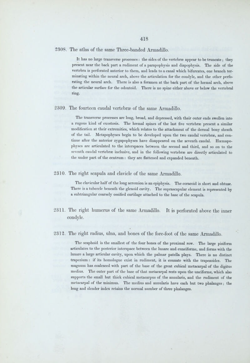2308. The atlas of the same Three-banded Ai-madillo. It has no large transverse processes : the sides of the vertebrse appear to be truncate ; they present near the back part a rudiment of a parapophysis and diapophysis. The side of the vertebra is perforated anterior to them, and leads to a canal which bifurcates, one branch ter- minating within the neural arch, above the articulation for the condyle, and the other perfo- rating the neural arch. There is also a foramen at the back part of the haemal arch, above the articular surface for the odontoid. There is no spine either above or below the vertebral ring. 2309. The fourteen caudal vertebrae of the same Armadillo. The transverse processes are long, broad, and depressed, with their outer ends swollen into a rugous kind of exostosis. The haemal spines of the last five vertebrae present a similar modification at their extremities, which relates to the attachment of the dermal bony sheath of the tail. Metapophyses begin to be developed upon the two caudal vertebrae, and con- tinue after the anterior zygapophyses have disappeared on the seventh caudal. Haemapo- physes are articulated to the interspaces between the second and third, and so on to the seventh caudal vertebrae inclusive, and in the following vertebrae are directly articulated to the under part of the centrum : they are flattened and expanded beneath. 2310. The right scapula and clavicle of the same Armadillo. The clavicular half of the long acromion is an epiphysis. The coracoid is short and obtuse. There is a tubercle beneath the glenoid cavity. The suprascapular element is represented by a subtriangular coarsely ossified cartilage attached to the base of the scapula. 2311. The right humerus of the same Armadillo. It is perforated above the inner condyle. 2312. The right radius, ulna, and bones of the fore-foot of the same Armadillo. The scaphoid is the smallest of the four bones of the proximal row. The large pisiform articulates to the posterior interspace between the Imiare and cuneiforme, and forms with the lunare a large articular cavity, upon which the palmar patella plays. There is no distinct trapezium : if its homologue exist in rudiment, it is connate with the trapezoides. The magnum has coalesced with part of the base of the great cubical metacarpal of the digitus medius. The outer part of the base of that metacarpal rests upon the xmciforme, which also supports the small but thick cubical metacarpus of the annularis, and the rudiment of the metacarpal of the minimus. The medius and annularis have each but two phalanges; the long and slender index retains the normal number of three phalanges.