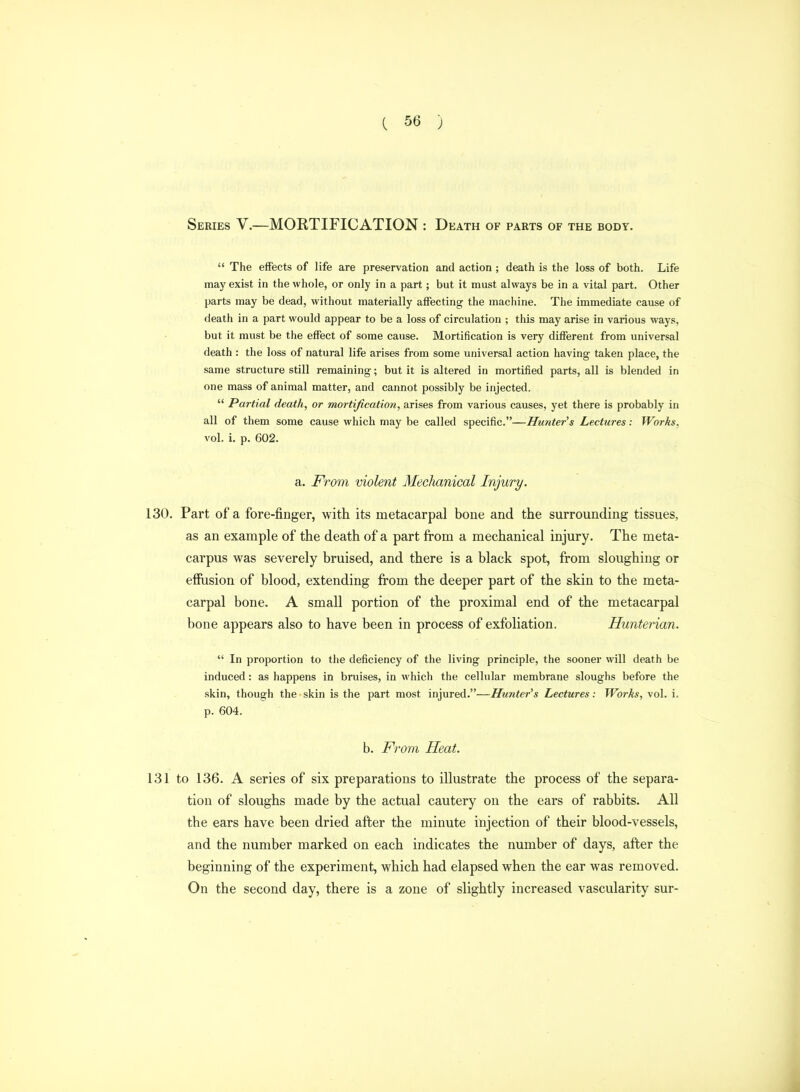 Series V.—MORTIFICATION : Death of parts of the body.  The effects of life are preservation and action ; death is the loss of both. Life may exist in the whole, or only in a part; but it must always be in a vital part. Other parts may be dead, without materially affecting the machine. The immediate cause of death in a part would appear to be a loss of circulation ; this may arise in various ways, but it must be the effect of some cause. Mortification is very different from universal death : the loss of natural life arises from some universal action having taken place, the same structure still remaining; but it is altered in mortified parts, all is blended in one mass of animal matter, and cannot possibly be injected.  Partial death, or mortification, arises from various causes, yet there is probably in all of them some cause which may be called specific.—Hunter's Lectures: Works, vol. i. p. 602. a. From violent Mechanical Injury. 130. Part of a fore-finger, with its metacarpal bone and the surrounding tissues, as an example of the death of a part from a mechanical injury. The meta- carpus was severely bruised, and there is a black spot, from sloughing or effiision of blood, extending from the deeper part of the skin to the meta- carpal bone. A small portion of the proximal end of the metacarpal bone appears also to have been in process of exfoliation. Hunterian.  In proportion to the deficiency of the living principle, the sooner will death be induced: as happens in bruises, in which the cellular membrane sloughs before the skin, though the skin is the part most injured.—Hunter's Lectures: Works, vol. i. p. 604. b. From Heat. 131 to 136. A series of six preparations to illustrate the process of the separa- tion of sloughs made by the actual cautery on the ears of rabbits. All the ears have been dried after the minute injection of their blood-vessels, and the number marked on each indicates the number of days, after the beginning of the experiment, which had elapsed when the ear was removed. On the second day, there is a zone of slightly increased vascularity sur-
