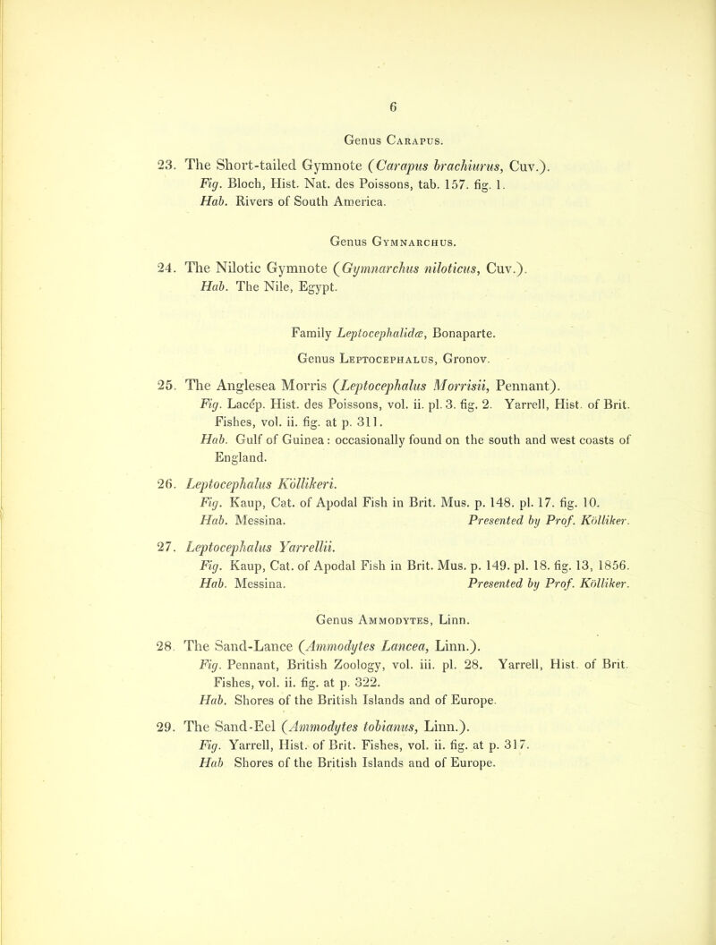 Genus Carapus. 23. The Short-tailed Gymnote (Carapus brachiurus, Cuv.). Fig. Bloch, Hist. Nat. des Poissons, tab. 157. fig. 1. Hab. Rivers of South America. Genus Gymnarchus. 24. The Nilotic Gymnote (Gymnarchus niloticus, Cuv.). Hab. The Nile, Egypt. Family Leptocephalidce, Bonaparte. Genus Leptocephalus, Gronov. 25. The Anglesea Morris (Leptocephalus Morrisii, Pennant). Fig. Lacep. Hist, des Poissons, vol. ii. pi. 3. fig. 2. Yarrell, Hist, of Brit. Fishes, vol. ii. fig. at p. 311. Hab. Gulf of Guinea : occasionally found on the south and west coasts of England. 26. Leptocephalus Kollikeri. Fig. Kaup, Cat. of Apodal Fish in Brit. Mus. p. 148. pi. 17. fig. 10. Hab. Messina. Presented by Prof. Kolliker. 27. Leptocephalus Yarrellii. Fig. Kaup, Cat. of Apodal Fish in Brit. Mus. p. 149. pi. 18. fig. 13, 1856. Hab. Messina. Presented by Prof. Kolliker. Genus Ammodytes, Linn. 28. The Sand-Lance (Ammodytes Lancea, Linn.). Fig. Pennant, British Zoology, vol. iii. pi. 28. Yarrell, Hist, of Brit. Fishes, vol. ii. fig. at p. 322. Hab. Shores of the British Islands and of Europe. 29. The Sand-Eel (Ammodytes tobianus, Linn.). Fig. Yarrell, Hist, of Brit. Fishes, vol. ii. fig. at p. 317. Hab Shores of the British Islands and of Europe.