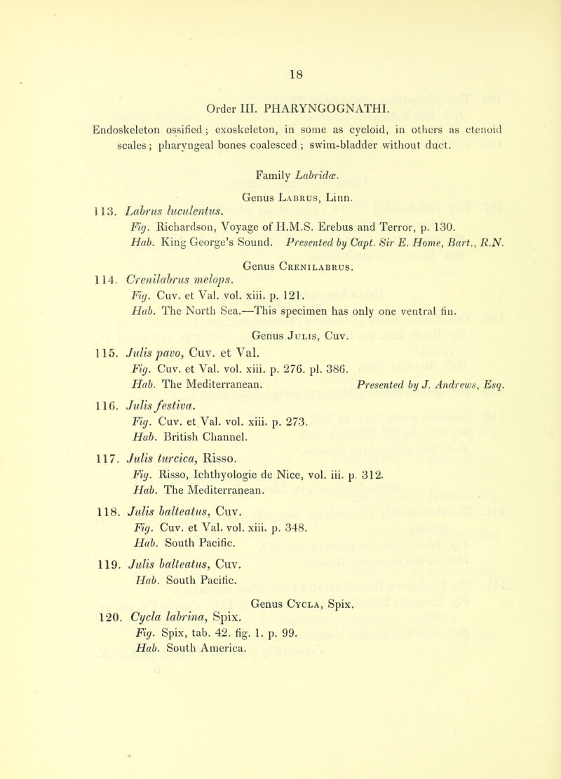 Order III. PHARYNGOGNATHI. Endoskeleton ossified ; exoskeleton, in some as cycloid, in others as ctenoid scales; pharyngeal bones coalesced ; swim-bladder without duct. Family Labridcs. Genus Labrus, Linn. 113. Labrus Incident us. Fig. Richardson, Voyage of H.M.S. Erebus and Terror, p. 130. Hab. King George's Sound. Presented by Capt. Sir E. Home, Bart., R.N. Genus Crenilabrus. 114. Crenilabrus melops. Fig. Cuv. et Val. vol. xiii. p. 121. Hub. The North Sea.—This specimen has only one ventral fin. Genus Julis, Cuv. 115. Julis pavo, Cuv. et Val. Fig. Cuv. et Val. vol. xiii. p. 276. pi. 386. Hob. The Mediterranean. Presented by J. Andrews, Esq. 116. Julis /estiva. Fig. Cuv. et Val. vol. xiii. p. 273. Hub. British Channel. 117. Julis turcica, Risso. Fig. Risso, Ichthyologie de Nice, vol. iii. p. 312. Hob. The Mediterranean. 118. Julis balteatus, Cuv. Fig. Cuv. et Val. vol. xiii. p. 348. Hob. South Pacific. 119. Julis balteatus, Cuv. Hab. South Pacific. Genus Cycla, Spix. 120. Cycla labrina, Spix. Fig. Spix, tab. 42. fig. 1. p. 99. Hab. South America. ■