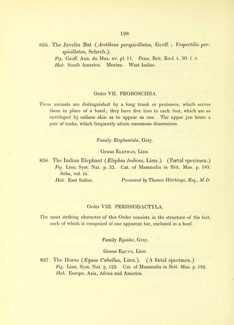 835. The Javelin Bat (Arctibeus perspicillatus, Geoff.; Vespertilio per- spicillatus, Schreb.). Fig. Geoff. Ann. du Mus. xv. pi. 11. Penn. Brit. Zool. t. 30. f. 4. Hob. South America. Mexico. West Indies. Order VII. PROBOSCIDIA. These animals are distinguished by a long trunk or proboscis, which serves them in place of a hand; they have five toes to each foot, which are so enveloped by callous skin as to appear as one. The upper jaw bears a pair of tusks, which frequently attain enormous dimensions. Family Elephantida, Gray. Genus Elephas, Linn. 836. The Indian Elephant (Elephas Indicus, Linn.). (Foetal specimen.) Fig. Linn. Syst. Nat. p. 35. Cat. of Mammalia in Brit. Mus. p. 183. Seba, vol. iii. Hab. East Indies. Presented by Thomas Hitchings, Esq., M.D. Order VIII. PERISSODACTYLA. The most striking character of this Order consists in the structure of the feet, each of which is composed of one apparent toe, enclosed in a hoof. Family Equidce, Gray. Genus Equus, Linn. 837. The Horse (Equus Caballus, Linn.). (A foetal specimen.) Fig. Linn. Syst. Nat. p. 122. Cat. of Mammalia in Brit. Mus. p. 182. Hub. Europe, Asia, Africa and America.