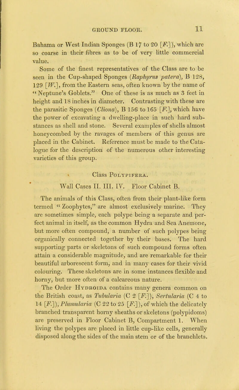 Bahama or West Indian Sponges (B 17 to 20 [F.]), which are so coarse in their fibres as to be of very little commercial value. Some of the finest representatives of the Class are to be seen in the Cup-shaped Sponges (Raphyrus patera), B 128, 129 [IF.], from the Eastern seas, often known by the name of “ Neptune’s Goblets.” One of these is as much as 3 feet in height and 18 inches in diameter. Contrasting with these are the parasitic Sponges (Cliona), B 156 to 165 [F.], which have the power of excavating a dwelling-place in such hard sub- stances as shell and stone. Several examples of shells almost honeycombed by the ravages of members of this genus are placed in the Cabinet. Reference must be made to the Cata- logue for the description of the numerous other interesting varieties of this group. - Class POLYPIFERA. Wall Cases II. III. IV. Floor Cabinet B. The animals of this Class, often from their plant-like form termed “ Zoophytes,” are almost exclusively marine. They are sometimes simple, each polype being a separate and per- fect animal in itself, as the common Hydra and Sea Anemone, but more often compound, a number of such polypes being organically connected together by their bases. The hard supporting parts or skeletons of such compound forms often attain a considerable magnitude, and are remarkable for their beautiful arborescent form, and in many cases for their vivid colouring. These skeletons are in some instances flexible and horny, but more often of a calcareous nature. The Order Hydroida contains many genera common on the British coast, as Tubularia (C 2 [F.]), Sertularia (C 4 to 14 [F.]), Plumularia (C 22 to 25 [F.]),of which the delicately branched transparent horny sheaths or skeletons (polypidoms) are preserved in Floor Cabinet B, Compartment 1. When living the polypes are placed in little cup-like cells, generally disposed along the sides of the main stem or of the branchlets.