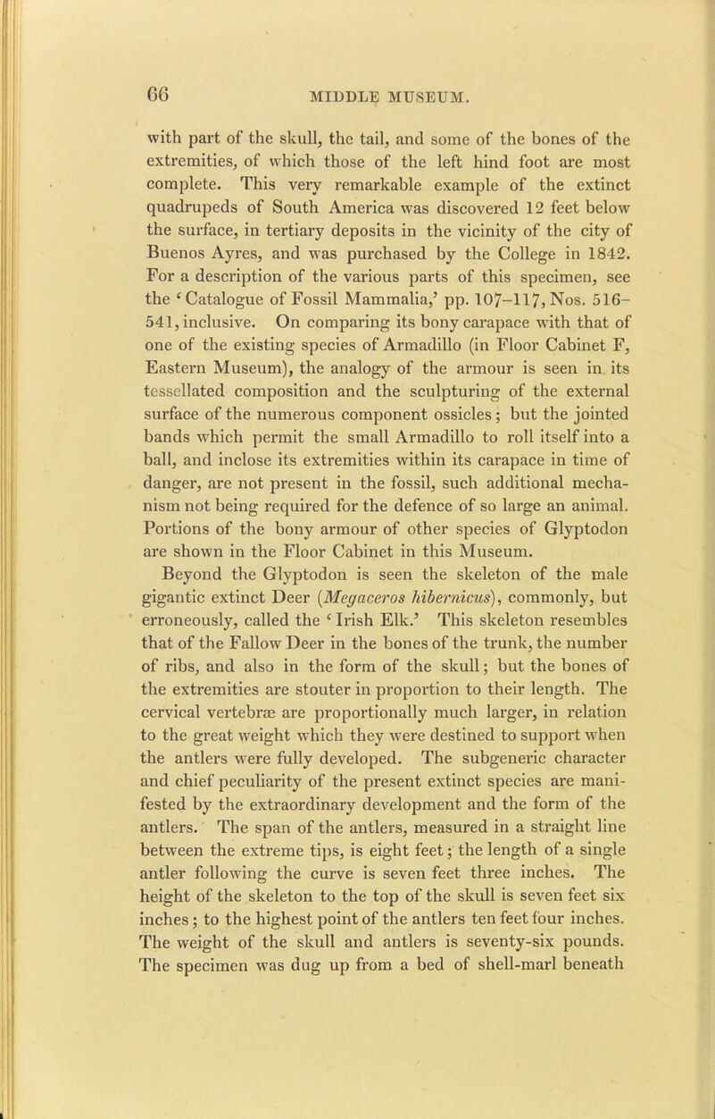 with part of the skull, the tail, and some of the bones of the extremities, of which those of the left hind foot are most complete. This very remarkable example of the extinct quadrupeds of South America was discovered 12 feet below the surface, in tertiary deposits in the vicinity of the city of Buenos Ayres, and was purchased by the College in 1842. For a description of the various parts of this specimen, see the c Catalogue of Fossil Mammalia/ pp. 107-H75Nos. 516- 541, inclusive. On comparing its bony carapace with that of one of the existing species of Armadillo (in Floor Cabinet F, Eastern Museum), the analogy of the armour is seen in its tessellated composition and the sculpturing of the external surface of the numerous component ossicles; but the jointed bands which permit the small Armadillo to roll itself into a ball, and inclose its extremities within its carapace in time of danger, are not present in the fossil, such additional mecha- nism not being required for the defence of so large an animal. Portions of the bony armour of other species of Glyptodon are shown in the Floor Cabinet in this Museum. Beyond the Glyptodon is seen the skeleton of the male gigantic extinct Deer (Megaceros hibernicus), commonly, but erroneously, called the c Irish Elk/ This skeleton resembles that of the Fallow Deer in the bones of the trunk, the number of ribs, and also in the form of the skull; but the bones of the extremities are stouter in proportion to their length. The cervical vertebrae are proportionally much larger, in relation to the great weight which they were destined to support when the antlers were fully developed. The subgeneric chai’acter and chief peculiarity of the present extinct species are mani- fested by the extraordinary development and the form of the antlers. The span of the antlers, measured in a straight line between the extreme tips, is eight feet; the length of a single antler following the curve is seven feet three inches. The height of the skeleton to the top of the skull is seven feet six inches; to the highest point of the antlers ten feet four inches. The weight of the skull and antlers is seventy-six pounds. The specimen was dug up from a bed of shell-marl beneath