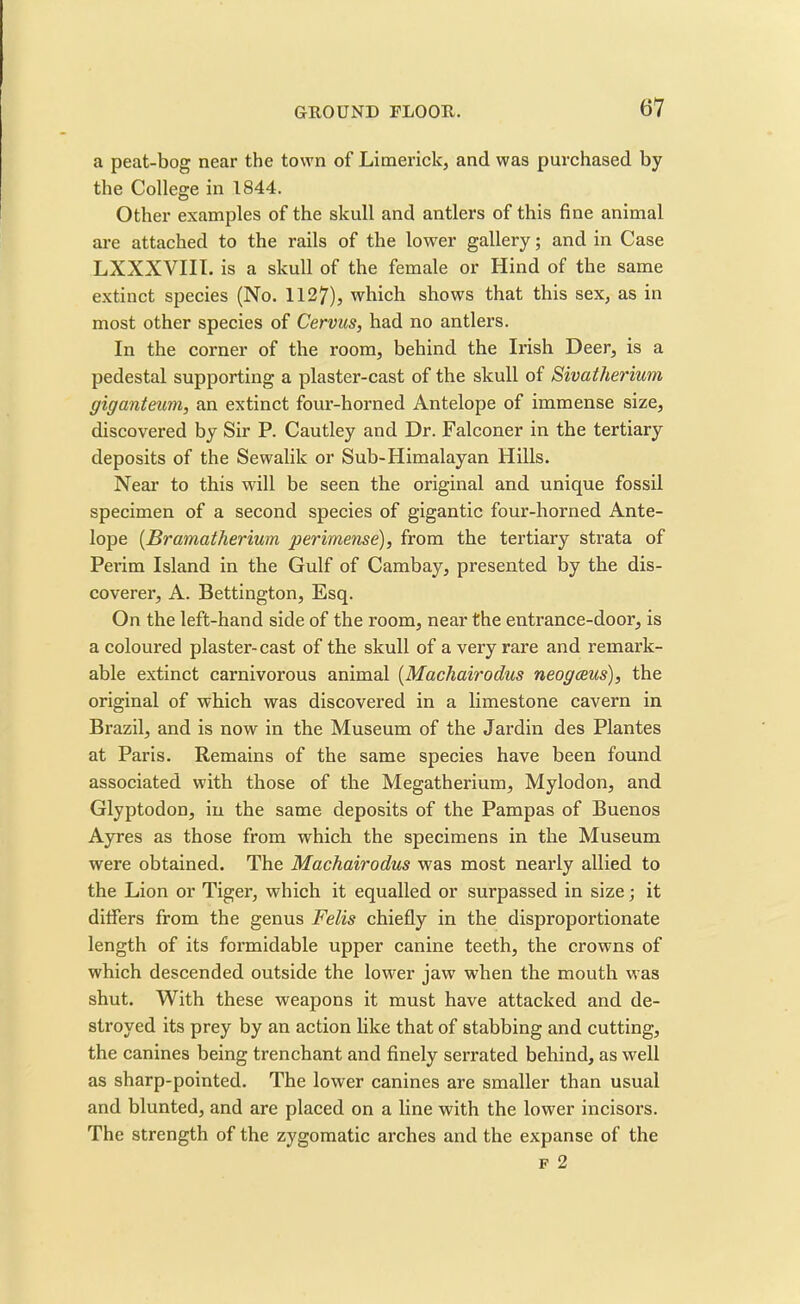 a peat-bog near the town of Limerick, and was purchased by the College in 1844. Other examples of the skull and antlers of this fine animal are attached to the rails of the lower gallery; and in Case LXXXVIII. is a skull of the female or Hind of the same extinct species (No. 1127), which shows that this sex, as in most other species of Cervus, had no antlers. In the corner of the room, behind the Irish Deer, is a pedestal supporting a plaster-cast of the skull of Sivatherium giganteum, an extinct four-horned Antelope of immense size, discovered by Sir P. Cautley and Dr. Falconer in the tertiary deposits of the Sewalik or Sub-Himalayan Hills. Near to this will be seen the original and unique fossil specimen of a second species of gigantic four-horned Ante- lope (Bramatherium perimense), from the tertiary strata of Perim Island in the Gulf of Cambay, presented by the dis- coverer, A. Bettington, Esq. On the left-hand side of the room, near the entrance-door, is a coloured plaster-cast of the skull of a very rare and remark- able extinct carnivorous animal (Machairodus neogceus), the original of which was discovered in a limestone cavern in Brazil, and is now in the Museum of the Jardin des Plantes at Paris. Remains of the same species have been found associated with those of the Megatherium, Mylodon, and Glyptodon, in the same deposits of the Pampas of Buenos Ayres as those from which the specimens in the Museum were obtained. The Machairodus was most nearly allied to the Lion or Tiger, which it equalled or surpassed in size; it differs from the genus Felis chiefly in the disproportionate length of its formidable upper canine teeth, the crowns of which descended outside the lower jaw when the mouth was shut. With these weapons it must have attacked and de- stroyed its prey by an action like that of stabbing and cutting, the canines being trenchant and finely serrated behind, as well as sharp-pointed. The lower canines are smaller than usual and blunted, and are placed on a line with the lower incisors. The strength of the zygomatic arches and the expanse of the f 2
