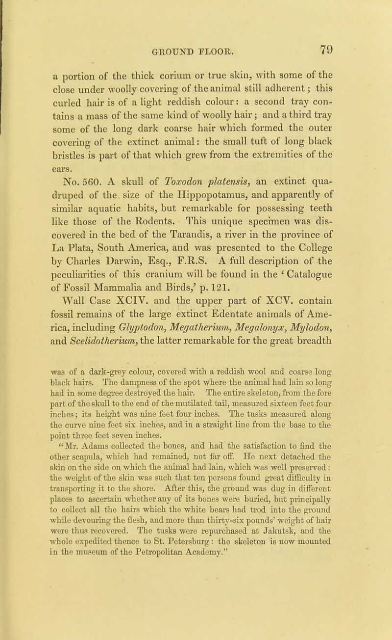a portion of the thick corium or true skin, with some of the close under woolly covering of the animal still adherent; this curled hair is of alight reddish colour: a second tray con- tains a mass of the same kind of woolly hair; and a third tray some of the long dark coarse hair which formed the outer covering of the extinct animal: the small tuft of long black bristles is part of that which grew from the extremities of the ears. No. 5G0. A skull of Toxodon platensis, an extinct qua- druped of the size of the Hippopotamus, and apparently of similar aquatic habits, but remarkable for possessing teeth like those of the Rodents. This unique specimen was dis- covered in the bed of the Tarandis, a river in the province of La Plata, South America, and was presented to the College by Charles Darwin, Esq., F.R.S. A full description of the peculiarities of this cranium will be found in the c Catalogue of Fossil Mammalia and Birds/ p. 121. Wall Case XCIV. and the upper part of XCV. contain fossil remains of the large extinct Edentate animals of Ame- rica, including Glyptodon, Megatherium, Megalonyx, Mylodon, and Scelidotherium, the latter remarkable for the great breadth was of a dark-grey colour, covered with a reddish wool and coarse long black hairs. The dampness of the spot where the animal had lain so long- had in some degree destroyed the hair. The entire skeleton, from the fore part of the skull to the end of the mutilated tail, measured sixteen feet four inches; its height was nine feet four inches. The tusks measured along the curve nine feet six inches, and in a straight line from the base to the point three feet seven inches. “ Mr. Adams collected the bones, and had the satisfaction to find the other scapula, which had remained, not far off. He next detached the skin on the side on which the animal had lain, which was well preserved: the weight of the skin was such that ten persons found great difficulty in transporting it to the shore. After this, the ground was dug in different places to ascertain whether any of its hones were buried, hut principally to collect all the hairs which the white bears had trod into the ground while devouring the flesh, and more than thirty-six pounds’ weight of hair were thus recovered. The tusks were repurchased at Jalrutsk, and the whole expedited thence to St. Petersburg: the skeleton is now mounted in the museum of the Petropolitan Academy.”