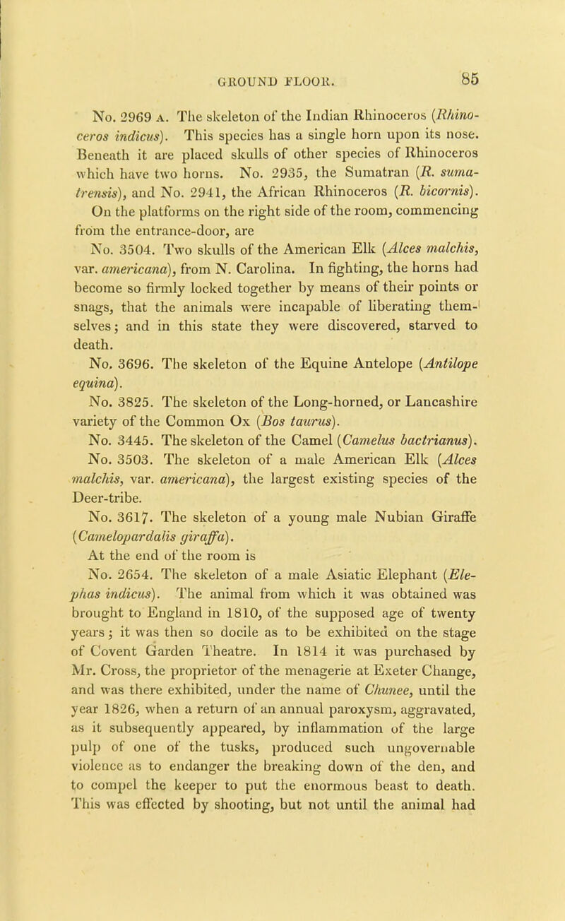 No. 2969 a. The skeleton of the Indian Rhinoceros (.Rhino- ceros indicus). This species has a single horn upon its nose. Beneath it are placed skulls of other species of Rhinoceros which have two horns. No. 2935, the Sumatran (R. suma- trensis), and No. 2941, the African Rhinoceros (R. bicornis). On the platforms on the right side of the room, commencing from the entrance-door, are No. 3504. Two skulls of the American Elk (Alces malchis, var. americana), from N. Carolina. In fighting, the horns had become so firmly locked together by means of their points or snags, that the animals were incapable of liberating them- selves ; and in this state they were discovered, starved to death. No. 3696. The skeleton of the Equine Antelope (Antilope equina). No. 3825. The skeleton of the Long-horned, or Lancashire variety of the Common Ox (Bos taunts). No. 3445. The skeleton of the Camel (Camelus bactrianus). No. 3503. The skeleton of a male American Elk (Alces malchis, var. americana), the largest existing species of the Deer-tribe. No. 3617- The skeleton of a young male Nubian Giraffe {Camelopardalis giraffa). At the end of the room is No. 2654. The skeleton of a male Asiatic Elephant {Ele- phas indicus). The animal from which it was obtained was brought to England in 1810, of the supposed age of twenty years; it was then so docile as to be exhibited on the stage of Covent Garden Theatre. In 1814 it was purchased by Mr. Cross, the proprietor of the menagerie at Exeter Change, and was there exhibited, under the name of Chunee, until the year 1826, when a return of an annual paroxysm, aggravated, as it subsequently appeared, by inflammation of the large pulp of one of the tusks, produced such ungovernable violence as to endanger the breaking down of the den, and to compel the keeper to put the enormous beast to death. This was effected by shooting, but not until the animal had