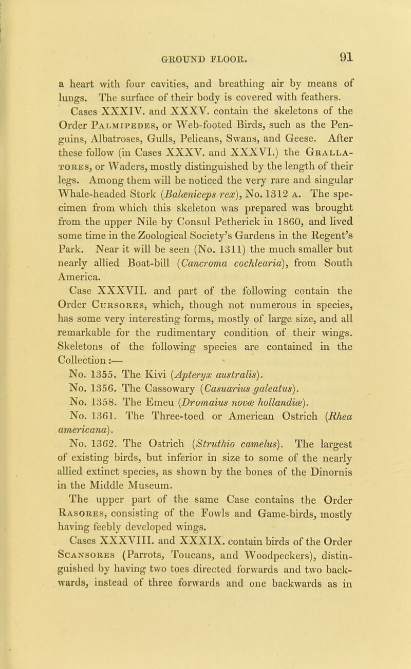 a heart with four cavities, and breathing air by means of lungs. The surface of their body is covered with feathers. Cases XXXIV. and XXXV. contain the skeletons of the Order Palmipedes, or Web-footed Birds, such as the Pen- guins, Albatroses, Gulls, Pelicans, Swans, and Geese. After these follow (in Cases XXXV. and XXXVI.) the Gealla- tores, or Waders, mostly distinguished by the length of their legs. Among them will be noticed the very rare and singular Whale-headed Stork (Balaniceps rex), No. 1312 a. The spe- cimen from which this skeleton was prepared was brought from the upper Nile by Consul Petherick in 1860, and lived some time in the Zoological Society’s Gardens in the Regent’s Park. Near it will be seen (No. 1311) the much smaller but nearly allied Boat-bill (Cancroma cochlearia), from South America. Case XXXVII. and part of the following contain the Order Cursores, which, though not numerous in species, has some very interesting forms, mostly of large size, and all remarkable for the rudimentary condition of their wings. Skeletons of the following species are contained in the Collection:— No. 1355. The Kivi (.Apteryx australis). No. 1356. The Cassowary (Casuarius galeatus). No. 1358. The Emeu (Dromaius novae hollandice). No. 1361. The Three-toed or American Ostrich [Rhea americana). No. 1362. The Ostrich (Struthio camelus). The largest of existing birds, but inferior in size to some of the nearly allied extinct species, as shown by the bones of the Dinornis in the Middle Museum. The upper part of the same Case contains the Order Rasores, consisting of the Fowls and Game-birds, mostly having feebty developed wings. Cases XXXVIII. and XXXIX. contain birds of the Order Scansores (Parrots, Toucans, and Woodpeckers), distin- guished by having two toes directed forwards and two back- wards, instead of three forwards and one backwards as in