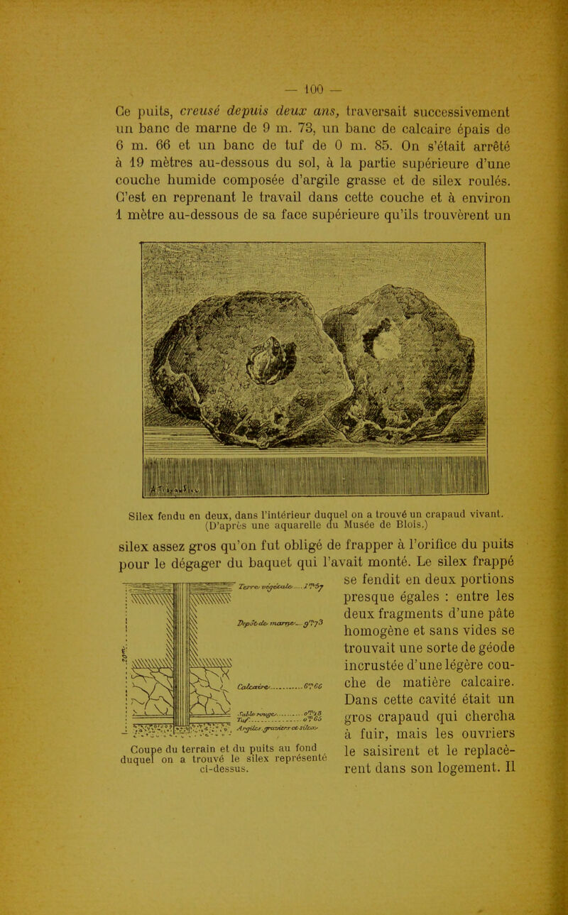 Ce puits, creusé depuis deux ans, traversait successivement un banc de marne de 9 m. 73, un banc de calcaire épais de 6 m. 66 et un banc de tuf de 0 m. 85. On s'était arrêté à 19 mètres au-dessous du sol, à la partie supérieure d'une couche humide composée d'argile grasse et de silex roulés. C'est en reprenant le travail dans cette couche et à environ 1 mètre au-dessous de sa face supérieure qu'ils trouvèrent un Silex fendu en deux, dans l'intérieur duquel on a trouvé un crapaud vivant. (D'après une aquarelle du Musée de Blois.) silex assez gros qu'on fut obligé de frapper à l'orifice du puits pour le dégager du baquet qui l'avait monté. Le silex frappé ^ - . , se fendit en deux portions presque égales : entre les deux fragments d'une pâte homogène et sans vides se trouvait une sorte de géode incrustée d'une légère cou- che de matière calcaire. Dans cette cavité était un gros crapaud qui chercha à fuir, mais les ouvriers le saisirent et le replacè- Calcainc . Tal!e^ rviajey. °TfAfi Tu/:...!y. o^cs <i r; ,■ Argiles. f/rtnMr.rO'Sitcxc, Coupe du terrain et du puits au fond duquel on a trouvé le silex représenté ci-dessus. rent dans son logement. Il