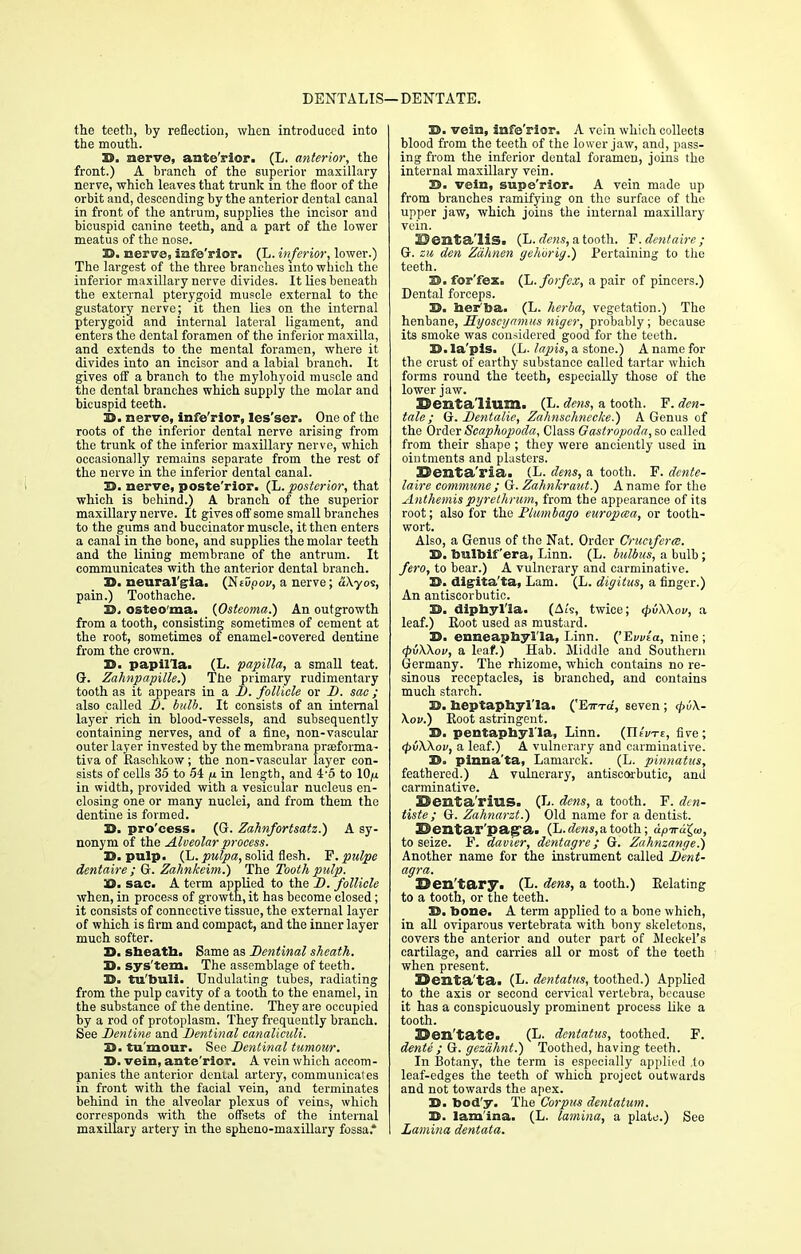 DENTALIS—DENTATE. the teeth, by reflection, when introduced into the mouth. 3D. nerve, anfe'rior. (L. anterior, the front.) A branch of the superior maxillary nerve, which leaves that trunk in the floor of the orbit and, descending by the anterior dental canal in front of the antrum, supplies the incisor and bicuspid canine teeth, and a part of the lower meatus of the nose. 3D. nerve, infe'rior. (L. inferior, lower.) The largest of the three branches into which the inferior maxillary nerve divides. It lies beneath the external pterygoid muscle external to the gustatory nerve; it then lies on the internal pterygoid and internal lateral ligament, and enters the dental foramen of the inferior maxilla, and extends to the mental foramen, where it divides into an incisor and a labial branch. It gives off a branch to the mylohyoid muscle and the dental branches which supply the molar and bicuspid teeth. 3D. nerve, infe'rior, les'ser. One of the roots of the inferior dental nerve arising from the trunk of the inferior maxillary nerve, which occasionally remains separate from the rest of the nerve in the inferior dental canal. 3D. nerve, poste'rior. (L. posterior, that which is behind.) A branch of the superior maxillary nerve. It gives off some small branches to the gums and buccinator muscle, it then enters a canal in the bone, and supplies the molar teeth and the lining membrane of the antrum. It communicates with the anterior dental branch. 3$. neuralgia. (Nevpov, a nerve; a\yos, pain.) Toothache. 3D. osteo ma. {Osteoma.) An outgrowth from a tooth, consisting sometimes of cement at the root, sometimes of enamel-covered dentine from the crown. 3D. papilla. (L. papilla, a small teat. G. Zahnpapille.) The primary rudimentary tooth as it appears in a D. follicle or D. sac ; also called D. bulb. It consists of an internal layer rich in blood-vessels, and subsequently containing nerves, and of a fine, non-vascular outer layer invested by the membrana prafforma- tiva of Raschkow; the non-vascular layer con- sists of cells 35 to 5i a in length, and 4'5 to 10 (i in width, provided with a vesicular nucleus en- closing one or many nuclei, and from thein the dentine is formed. 3D. pro'cess. (G. Zahnfortsatz.) A sy- nonym of the Alveolar process. 3D. pulp. (L. pulpa, solid flesh. F.pulpe dentaire ; G. Zahnkeim.) The Tooth pulp. 3D. sac. A term applied to the D. follicle when, in process of growth, it has become closed; it consists of connective tissue, the external layer of which is firm and compact, and the inner layer much softer. X>. sheath. Same as Dentinal sheath. 3D. sys tem. The assemblage of teeth. 3D. tu'buli. Undulating tubes, radiating from the pulp cavity of a tooth to the enamel, in the substance of the dentine. They are occupied by a rod of protoplasm. They frequently branch. See Dentine and Dentinal canaliculi. 25. tu'mour. See Dentinal tumour. 3D. vein, ante'rior. A vein which accom- panies the anterior denial artery, communicates in front with the facial vein, and terminates behind in the alveolar plexus of veins, which corresponds with the offsets of the internal maxillary artery in the spheno-maxillary fossa* D. vein, infe'rior. A vein which collects blood from the teeth of the lower jaw, and, pass- ing from the inferior dental foramen, joins the internal maxillary vein. 3D. vein, supe'rior. A vein made up from branches ramifying on the surface of the upper jaw, which joins the internal maxillary vein. IP entails. (L. dens, a tooth. P. dentaire; G. zu den Zahnen gehprig.) Pertaining to the teeth. 3D. for'fex. (L.forfex, a pair of pincers.) Dental forceps. 33. her'ba. (L. herba, vegetation.) The henbane, Syoscyamus niger, probably; because its smoke was considered good for the teeth. 3D. la'pis. (L. lapis, a stone.) A name for the crust of earthy substance called tartar which forms round the teeth, especially those of the lower jaw. 12>entalium. (L. dens, a tooth. F. den- tale ; G. Dentalie, Zahnschnecke.) A Genus of the Order Scaphopoda, Class Gastropoda, so called from their shape ; they were anciently used in ointments and plasters. 33enta'ria. (L. dens, a tooth. F. dente- laire commune ; G. Zahnkraut.) A name for the Anthemis pyrethrum, from the appearance of its root; also for the Plumbago europaa, or tooth- wort. Also, a Genus of the Nat. Order Cruciferce. 3D. toulbif 'era, Linn. (L. bulbus, a bulb ; fero, to bear.) A vulnerary and carminative. 3D. digita'ta, Lam. (L. digitus, a finger.) An antiscorbutic. 3D. dipbyl'la. (AZs, twice; <j>v\\ov, a leaf.) Root used as mustard. 3D. enneapbylla, Linn. ('Evvla, nine; 4>vX\ov, a leaf.) Hab. Middle and Southern Germany. The rhizome, which contains no re- sinous receptacles, is branched, and contains much starch. 3D. heptaphyl'la. ('Ein-cf, seven ; <j>v\- Xov.) Root astringent. 3D. pentaphyl'la, Linn. (IT/vte, five ; <pvWov, a leaf.) A vulnerary and carminative. 3D. pinna'ta, Lamarck. (L. pinnatus, feathered.) A vulnerary, antiscorbutic, and carminative. ISenta'rius. (L. dens, a tooth. F. den- tists; G. Zahnarzt.) Old name for a dentist. ©entar'pag'a. (L.<fe«s,atooth; apirdX^w, to seize. F. davier, dentagre; G. Zahnzange.) Another name for the instrument called Dent- agra. ISen'tary. (L. dens, a tooth.) Relating to a tooth, or the teeth. 3D. bone. A term applied to a bone which, in all oviparous vertebrata with bony skeletons, covers the anterior and outer part of Meckel's cartilage, and carries all or most of the teeth when present. ^enta'ta. (L. dentatus, toothed.) Applied to the axis or second cervical vertebra, because it has a conspicuously prominent process like a tooth. ^en'tate. (L. dentatus, toothed. F. dente ; G. gezdhnt.) Toothed, having teeth. In Botany, the term is especially applied ,to leaf-edges the teeth of which project outwards and not towards the apex. 3D. bod'y. The Corpus dentatum. 3D. lam'ina. (L. lamina, a plato.) See Lamina dentata.